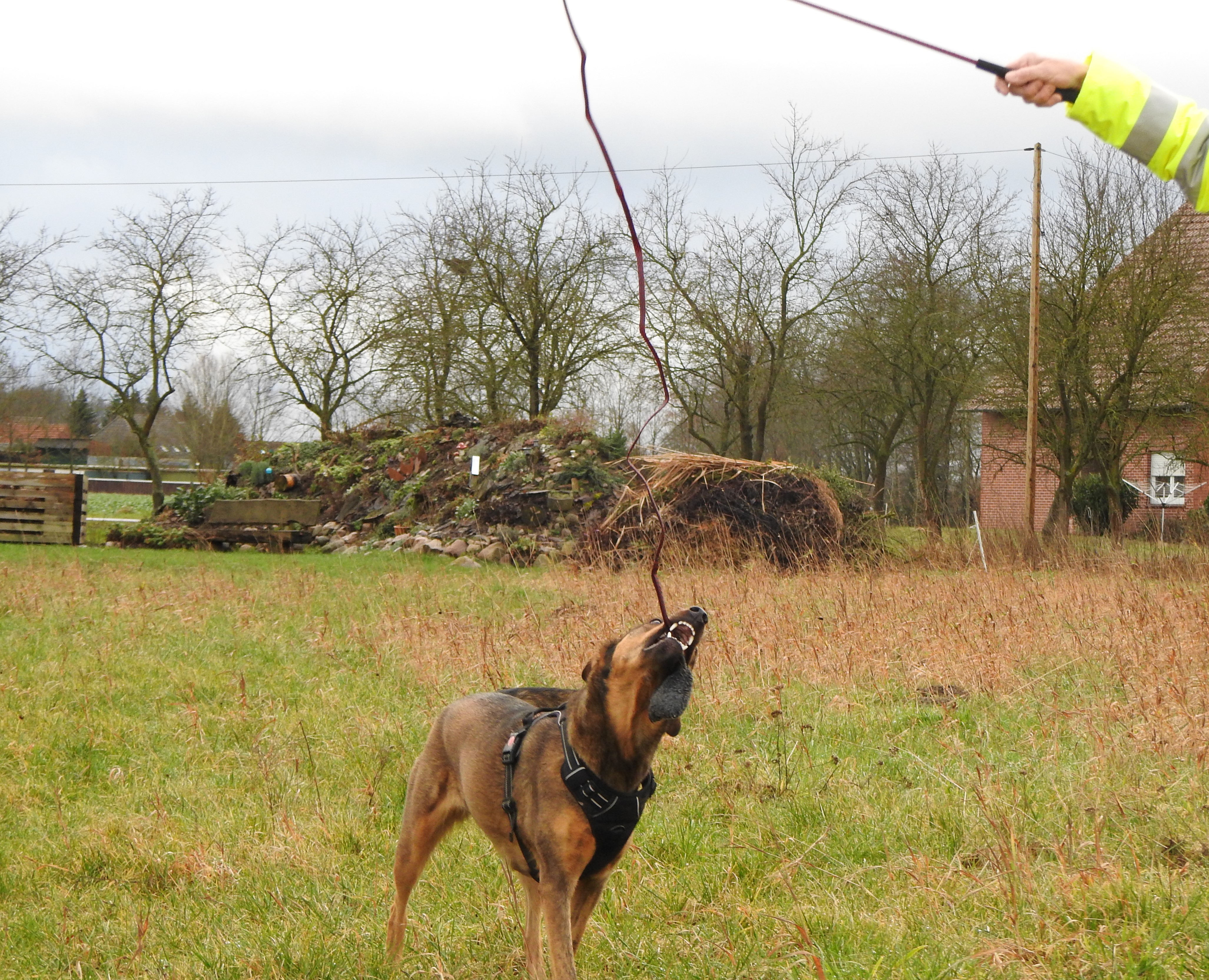 Hund zerrt an Trainingsangel Catch Me