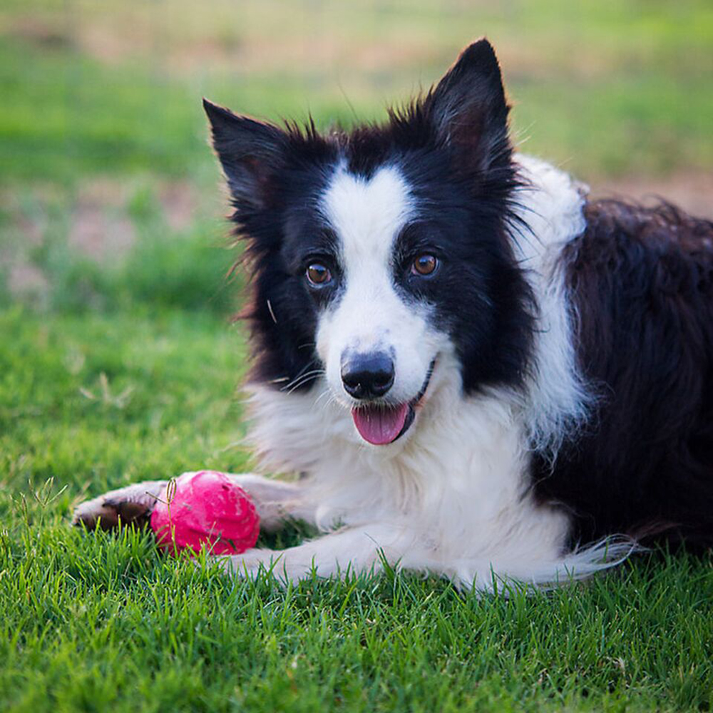 Jolly-Pets-Tuff-Tosser-Hirtenhund
