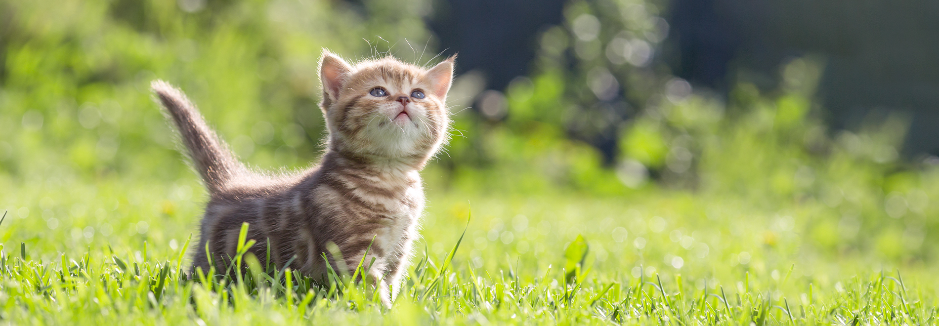 Katzenstreu pflanzliche Katzenstreu