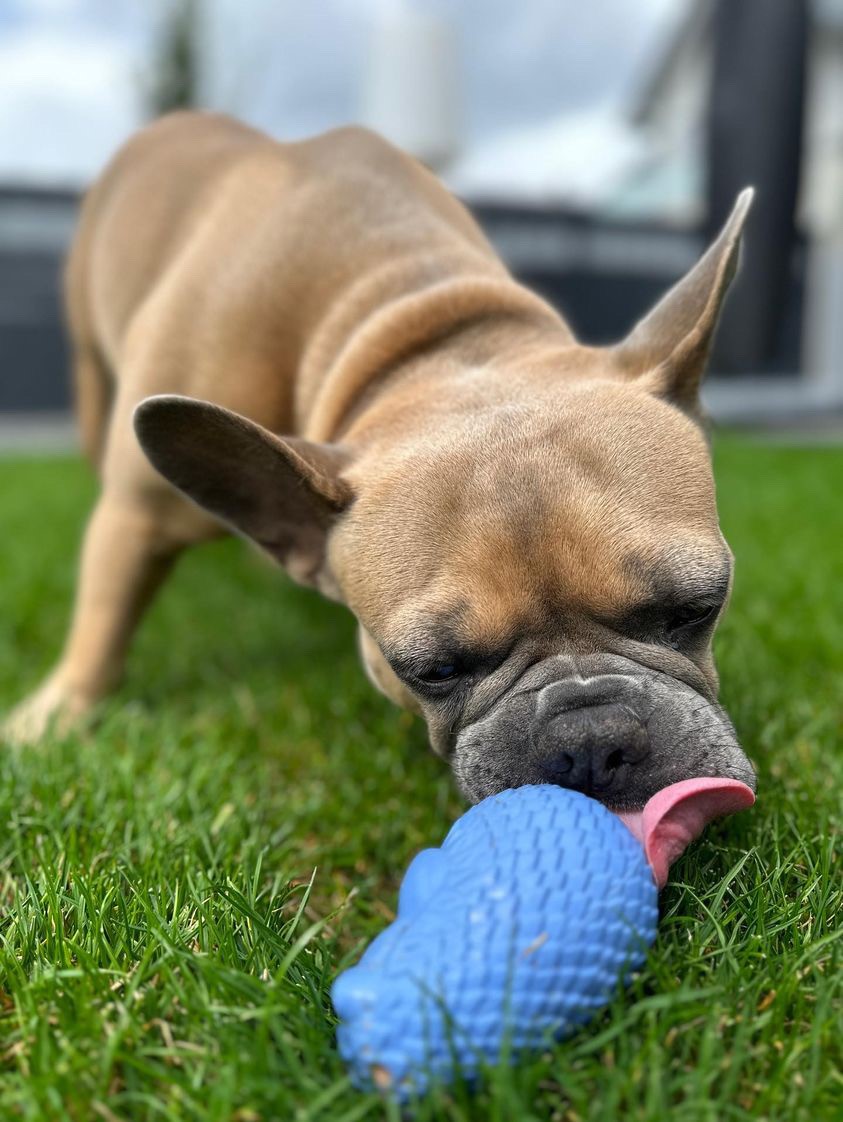 Hedge-Hog-Hundespielzeug