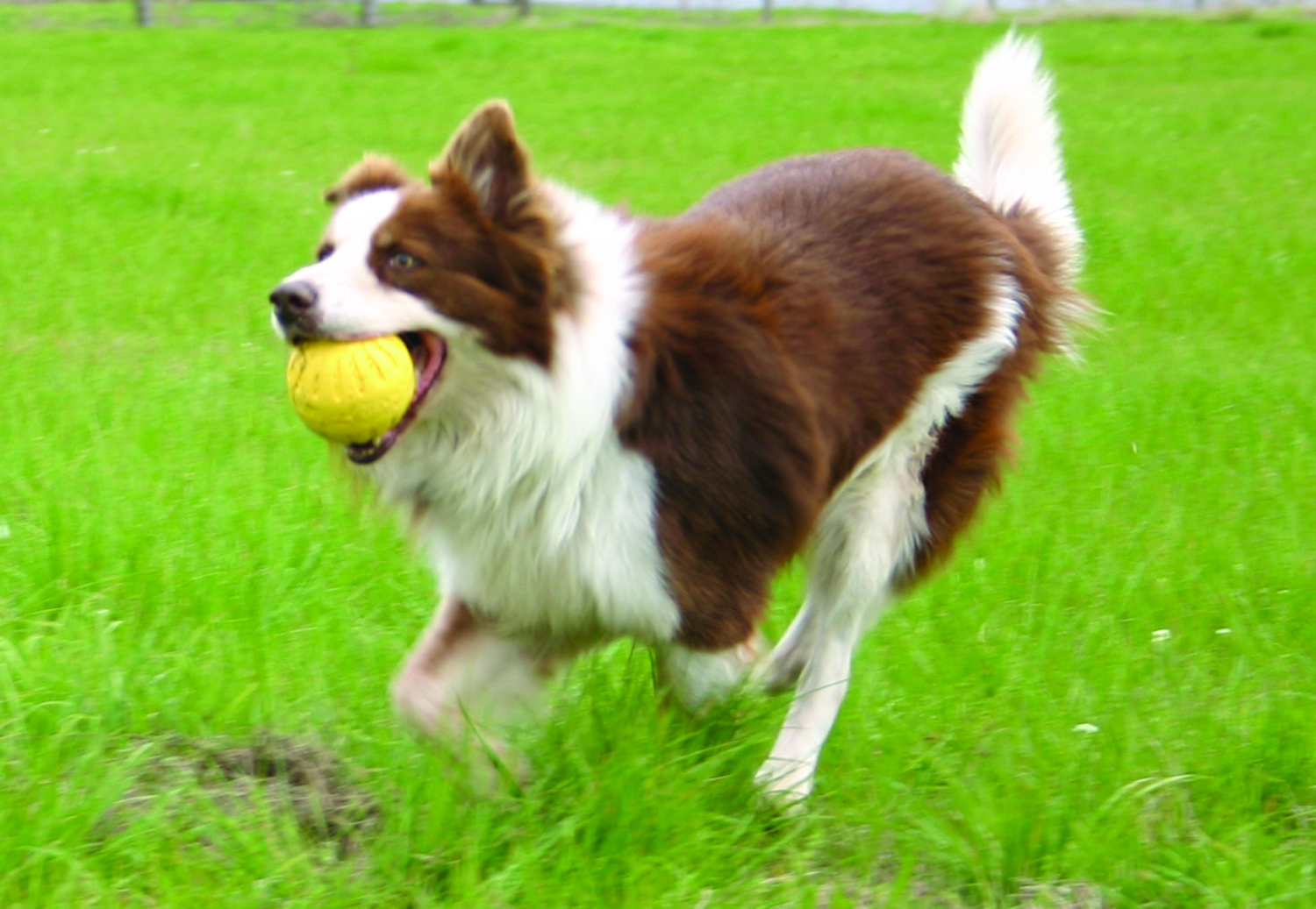 Sheppard mit Fantastic Durafoam Ball gelb