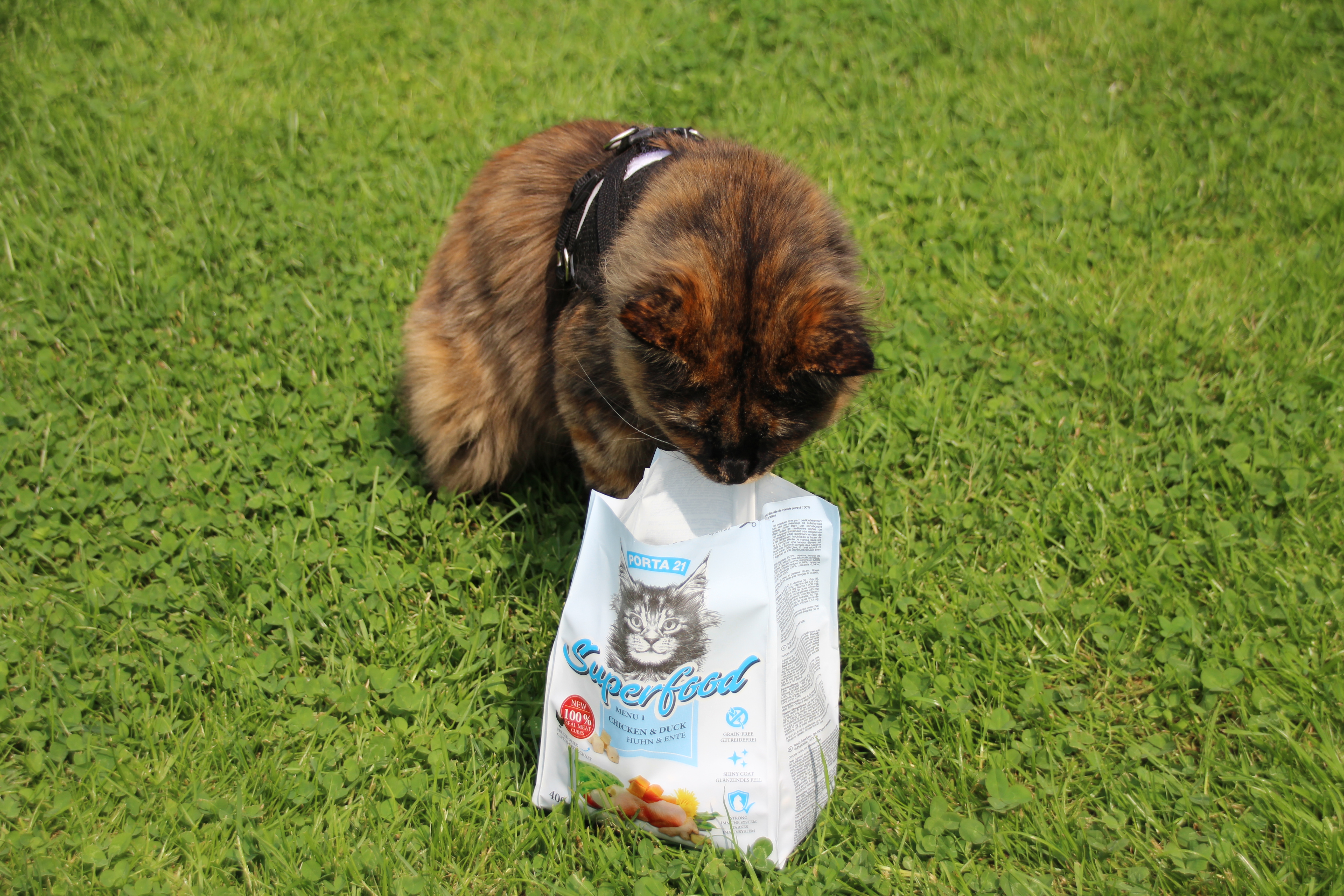 Dunkle Katze mit Kopf in Superfood Tüte