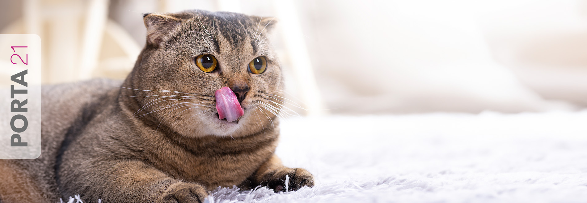 PORTA21 Katzenfutter Katze leckt sich das Maul nach Fütterung