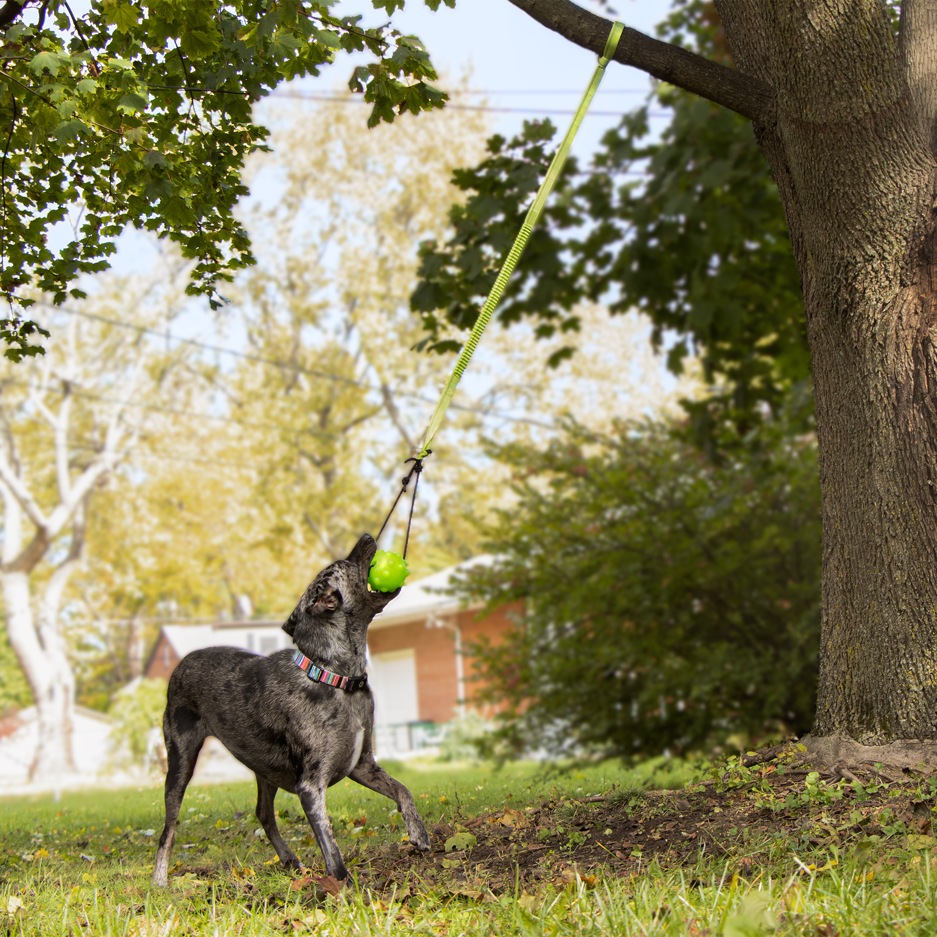 Jolly Pet Tree Tugger am Baum