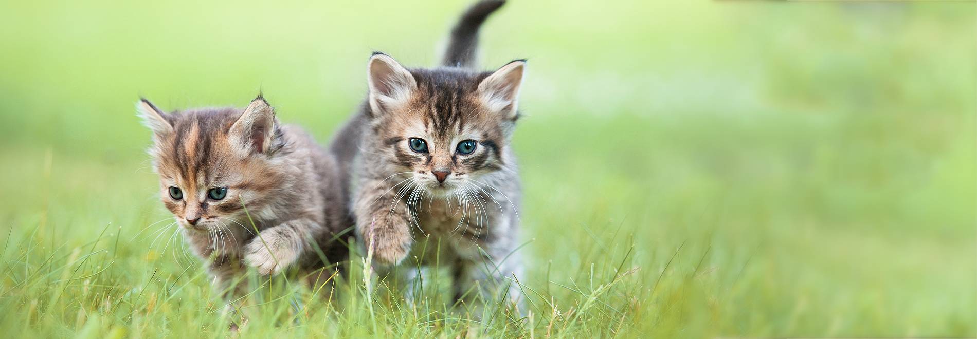 Kittens Two kittens on a meadow