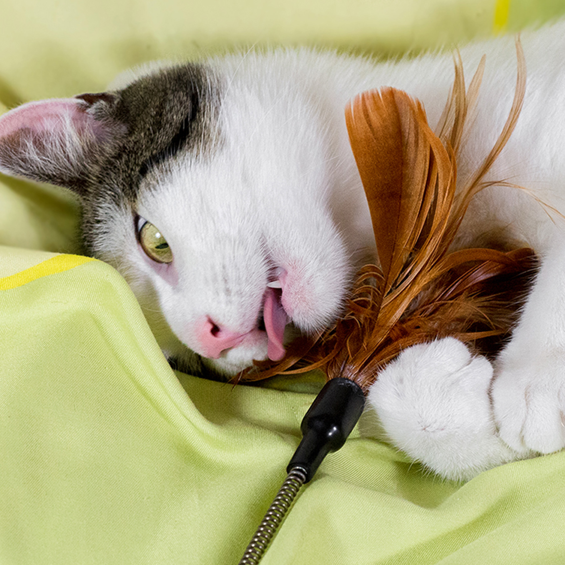 SeesawFeather_48614_05