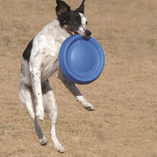 shop-starmark-easy-glider-lila-hund-auf-feld