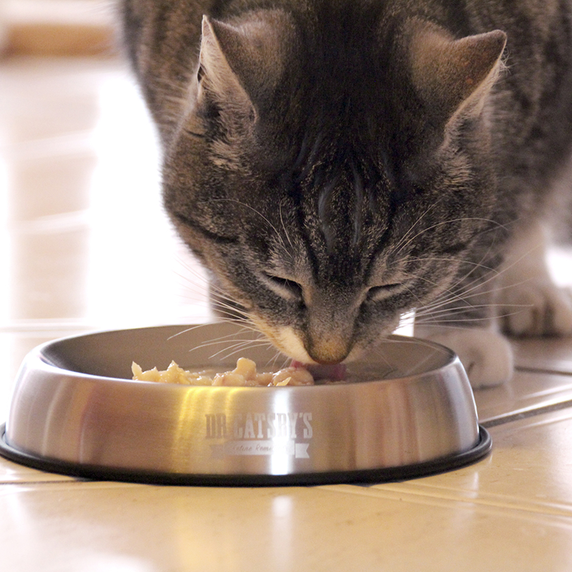 Katze frisst aus Catsby's Bowl 