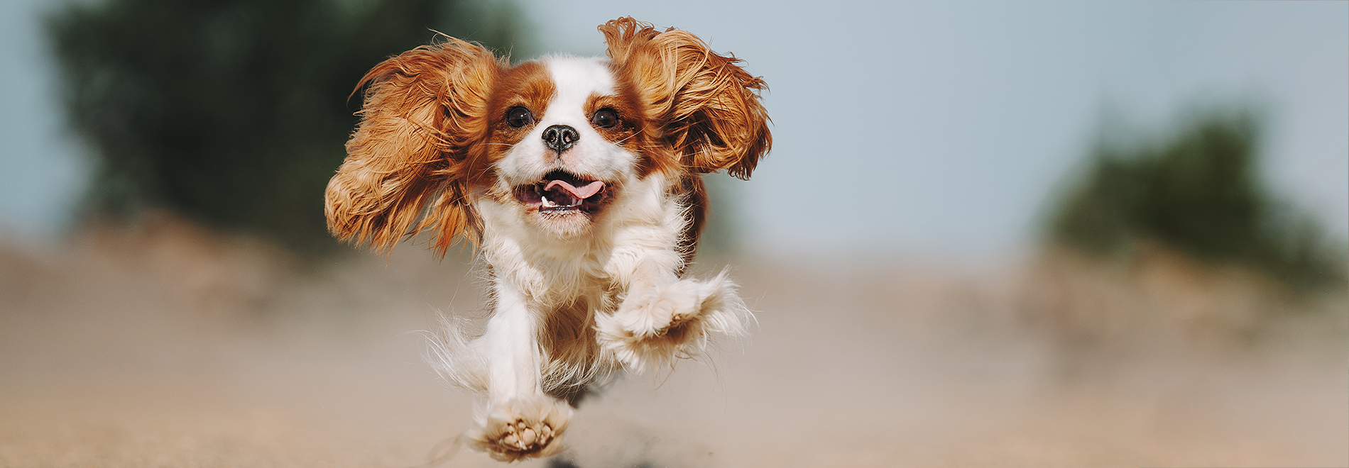 Angebote Hunde Portapet Angebote für Hunde