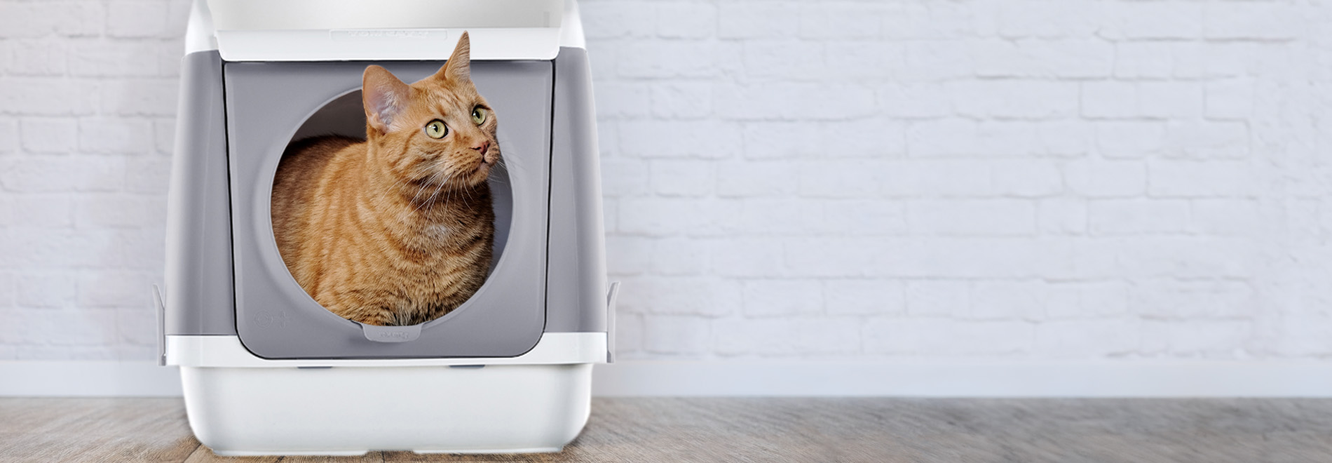 Katzentoilette Katze guckt aus Katzentoilette mit Öffnung vorne