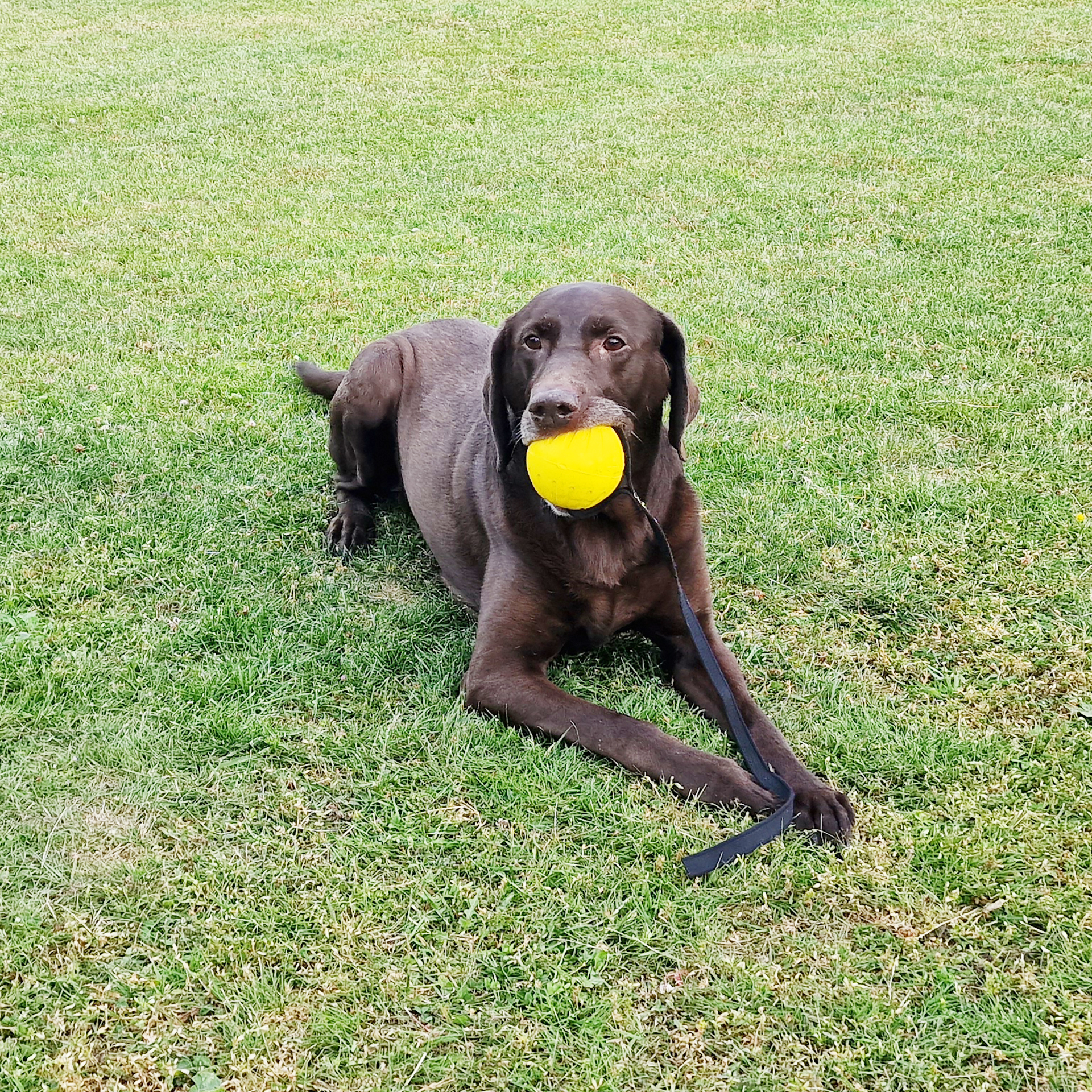 59979-59980_grip-cord-dury-foam-ball_hund