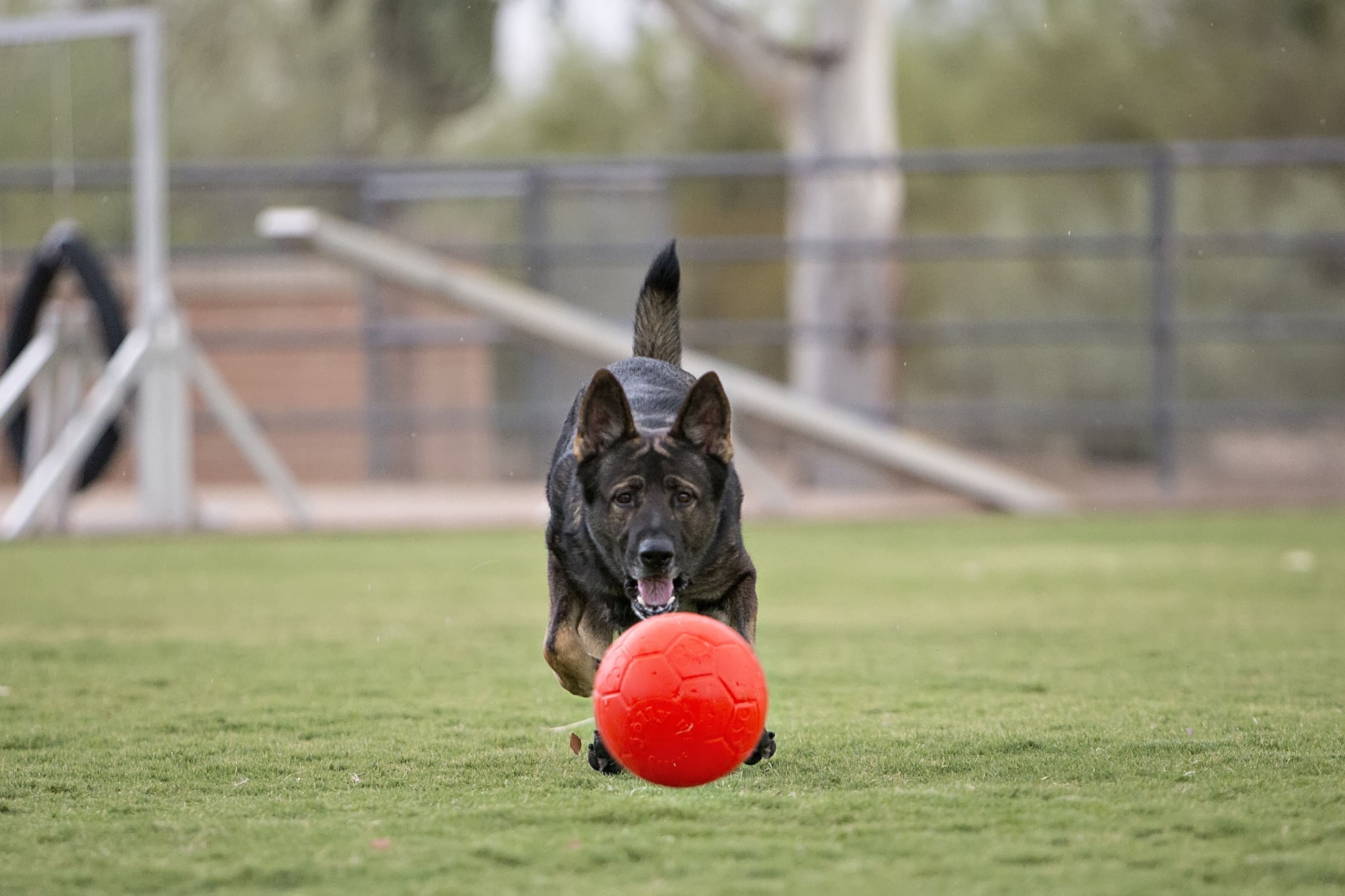 Schäferhund spielt mit Soccer Ball orange