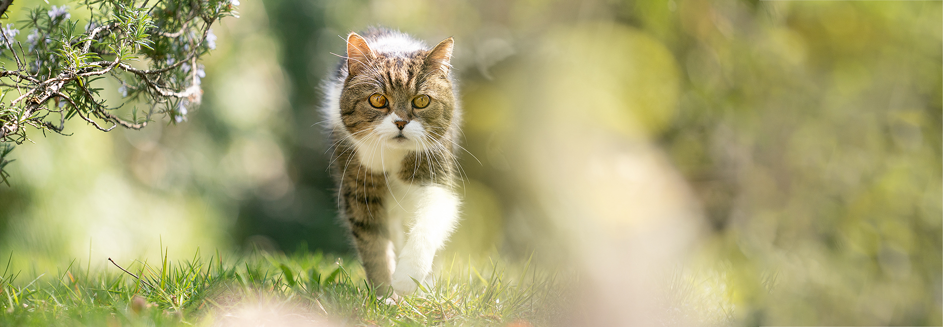 Neuheiten Katze neue Produkte für Ihre Katze