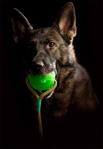 Schäferhund mit Swing n' Fling Chew Ball 