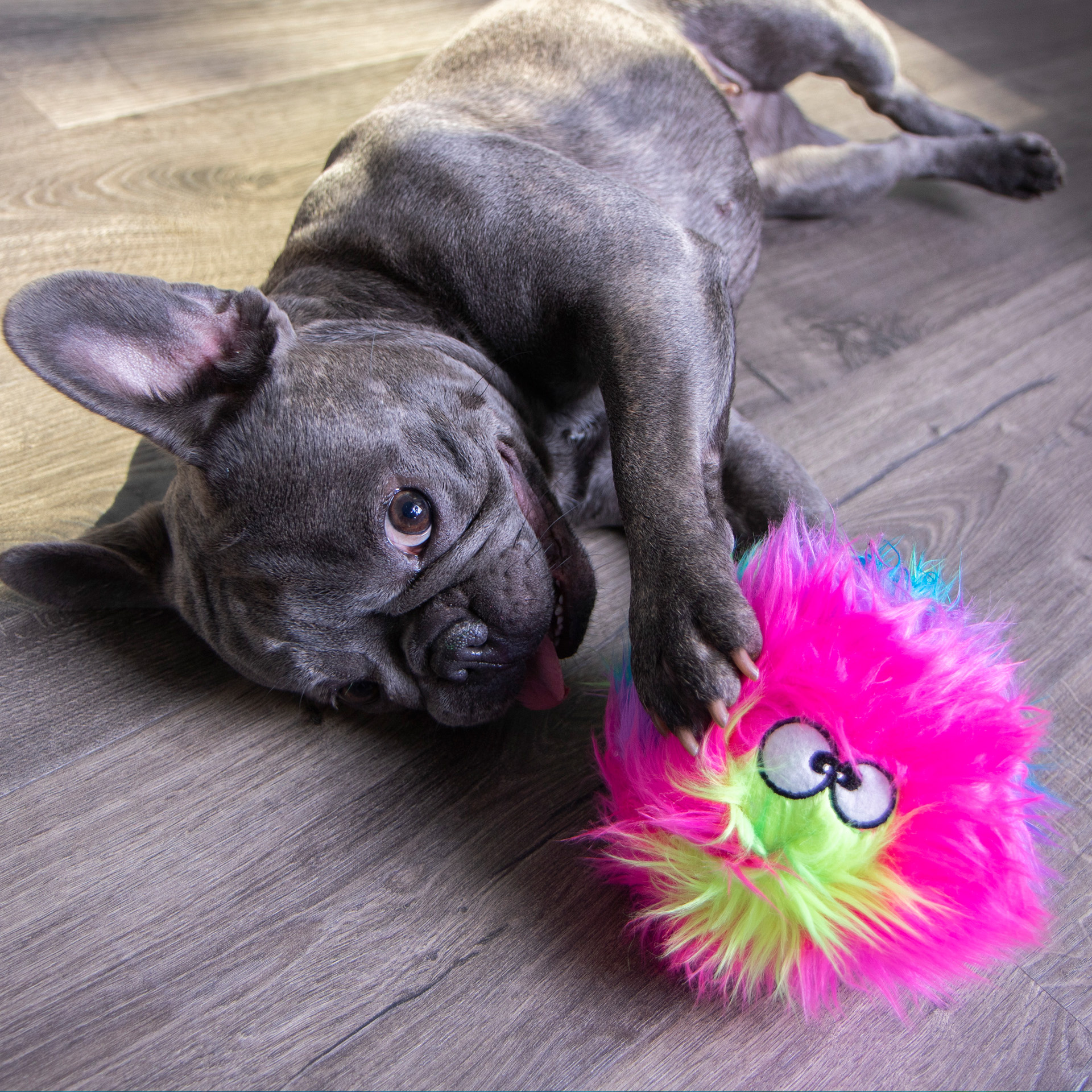 goDog_Furballz_Rainbow_39542_05 Hund spielt mit goDog™ Furballz Regenbogen S