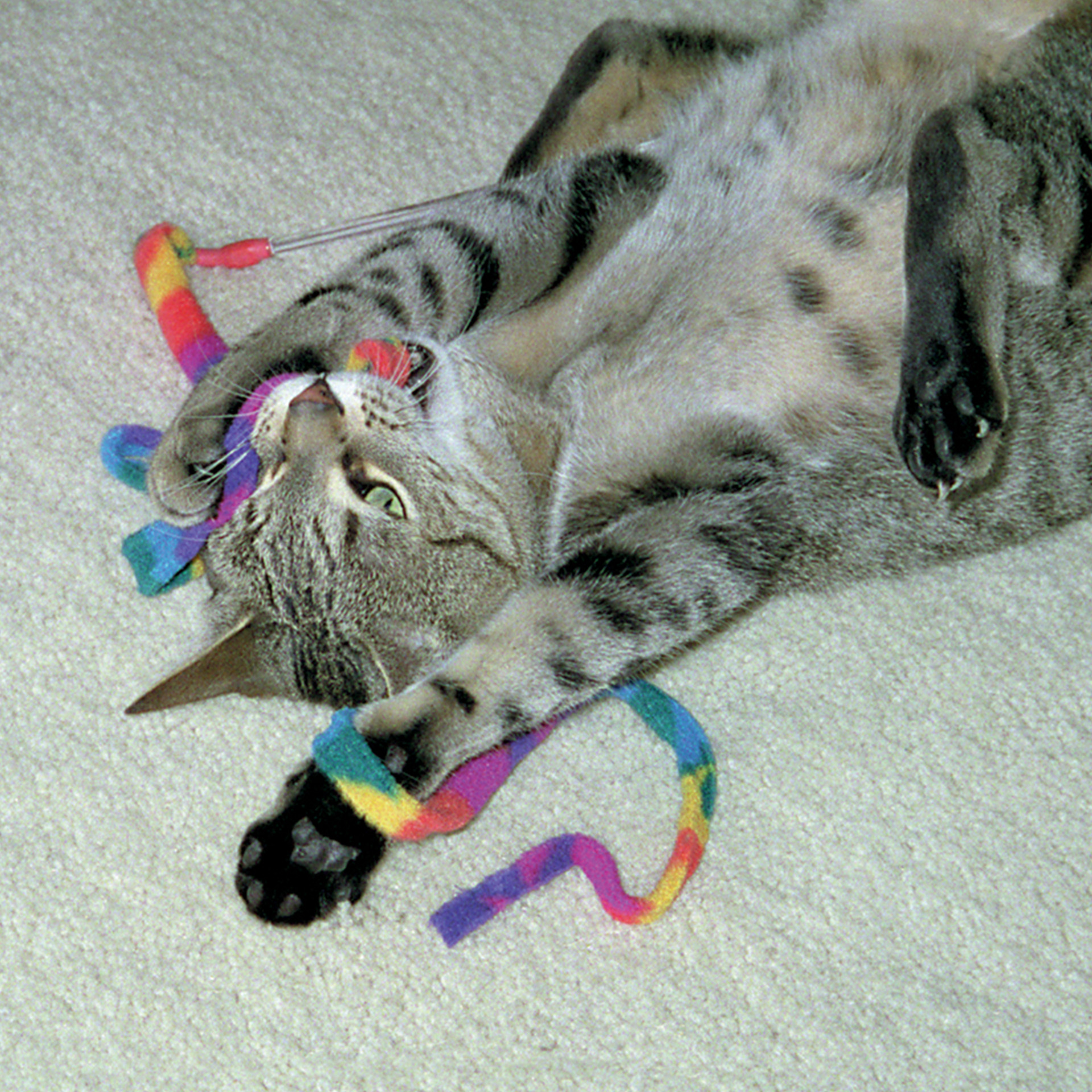 CatCharmer_48600_04