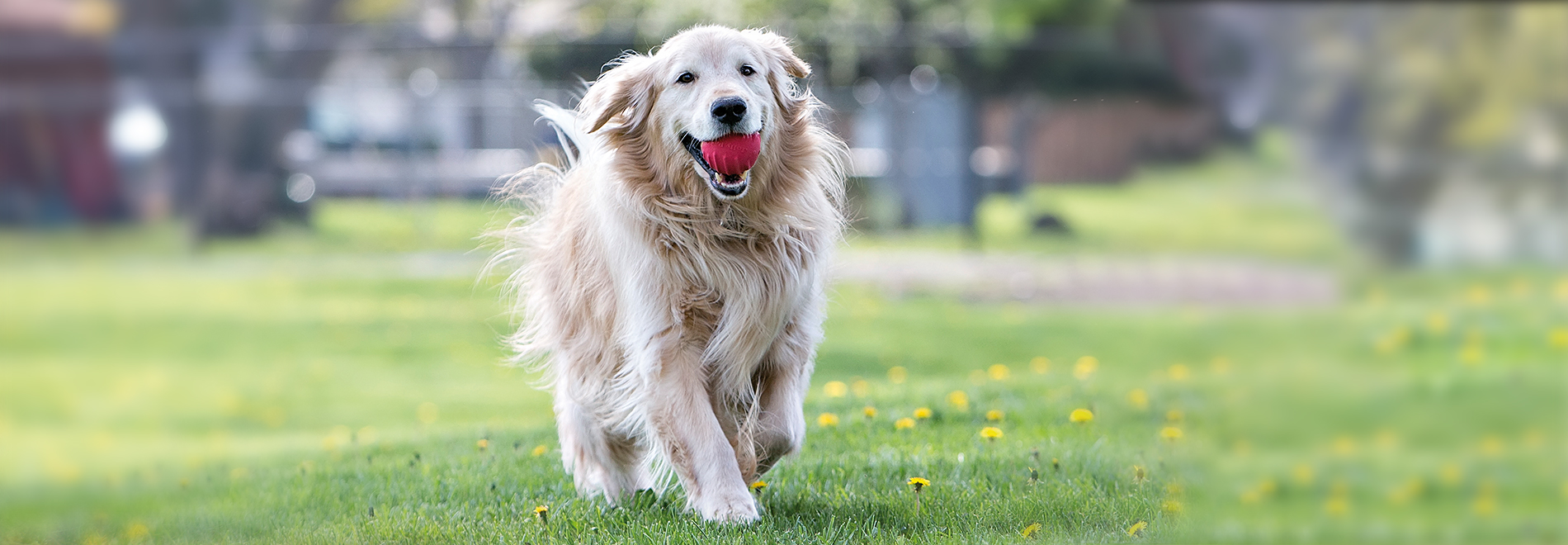 Kauspielzeug - Hunde Hund mit einem Kauspielzeug auf der Wiese