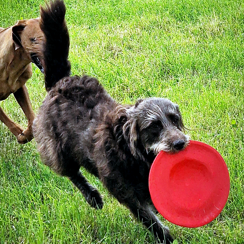 Pia-B-Schmidt_Durafoam-Bacon-Disc-Frisbee_1