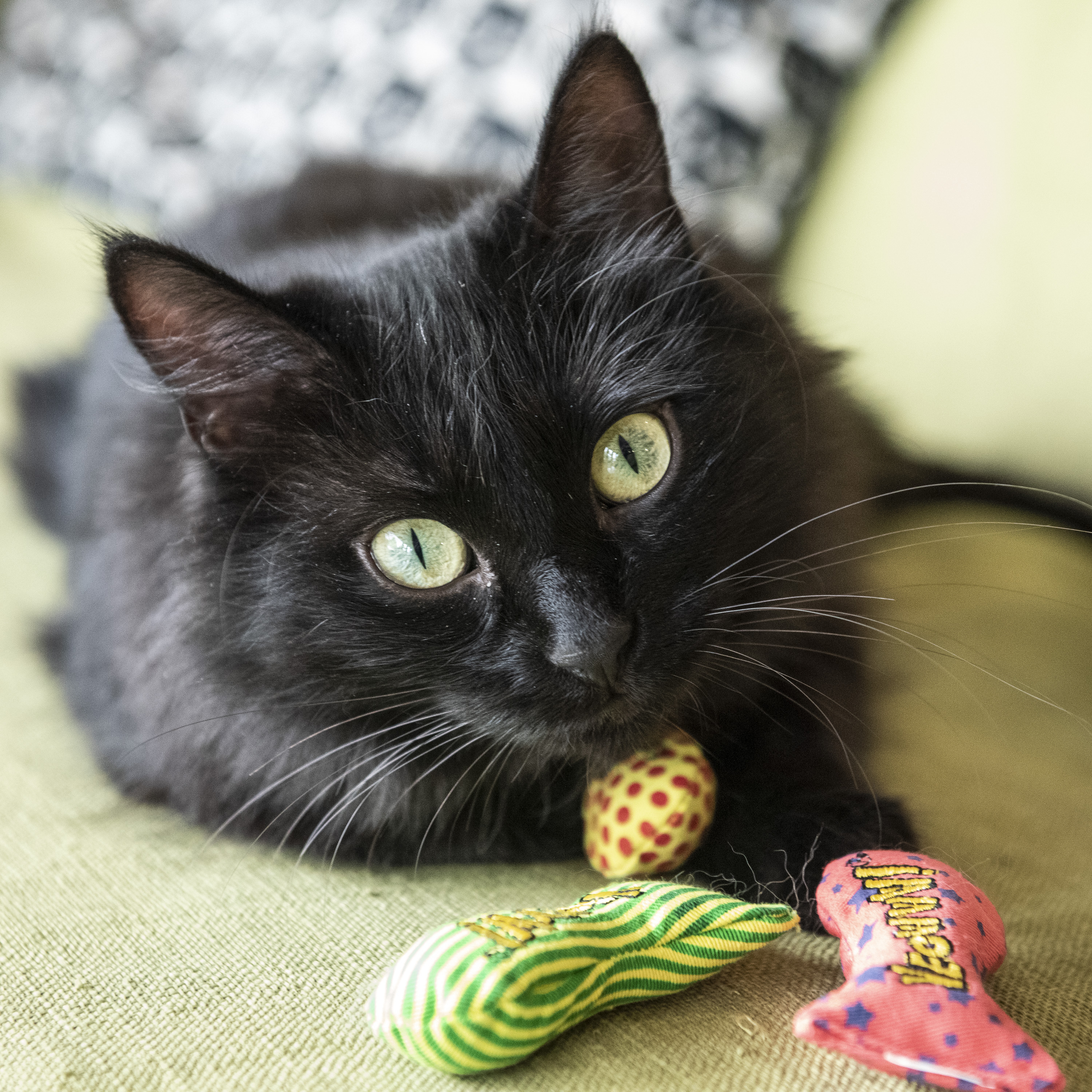 Katze spielt mit Yeowww Stinies 