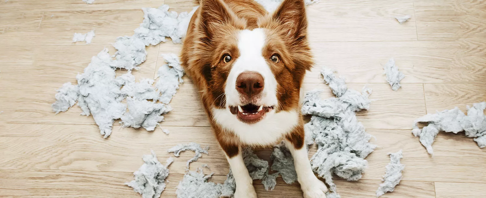 Relieving separation anxiety in dogs - these 5 tips will help combat panic