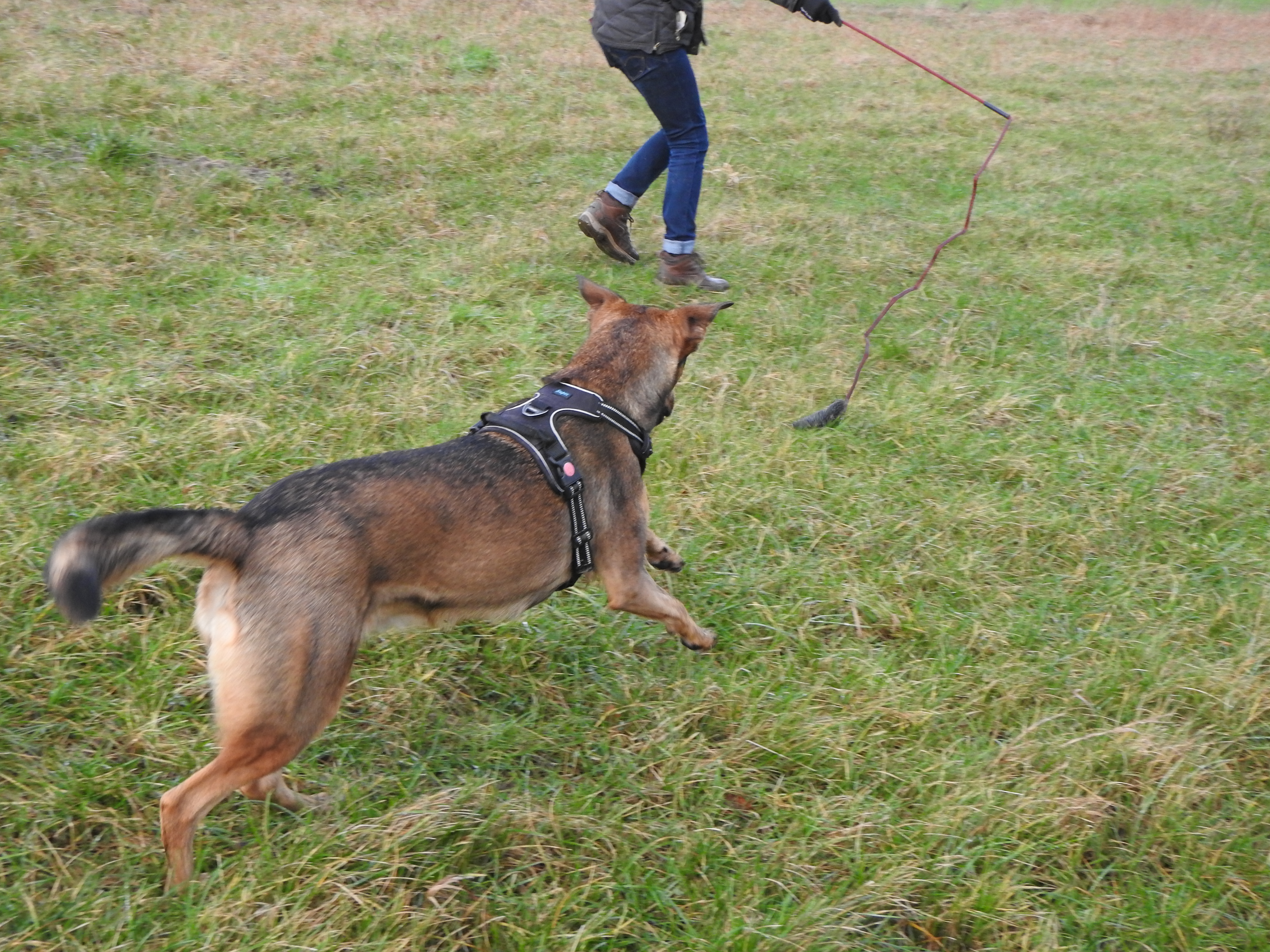 Hund jagt Trainingsangel Catch Me