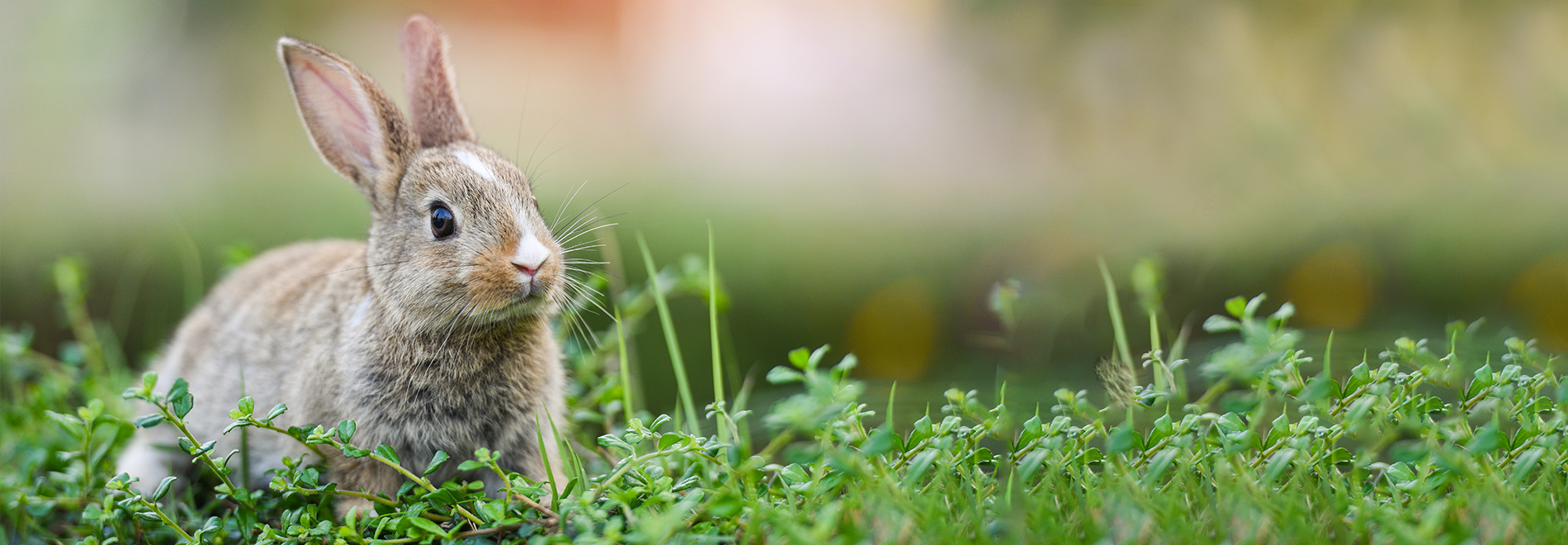 Kleintierstreu Kleintierstreu für Nager