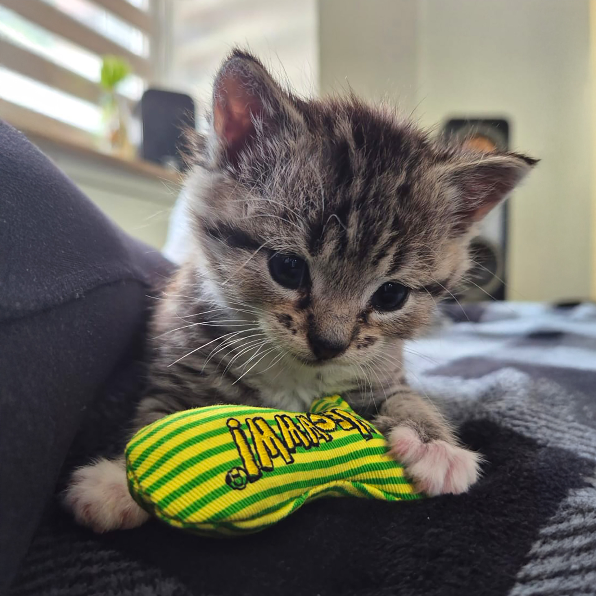 Kitten spielt mit Stinkie Grün