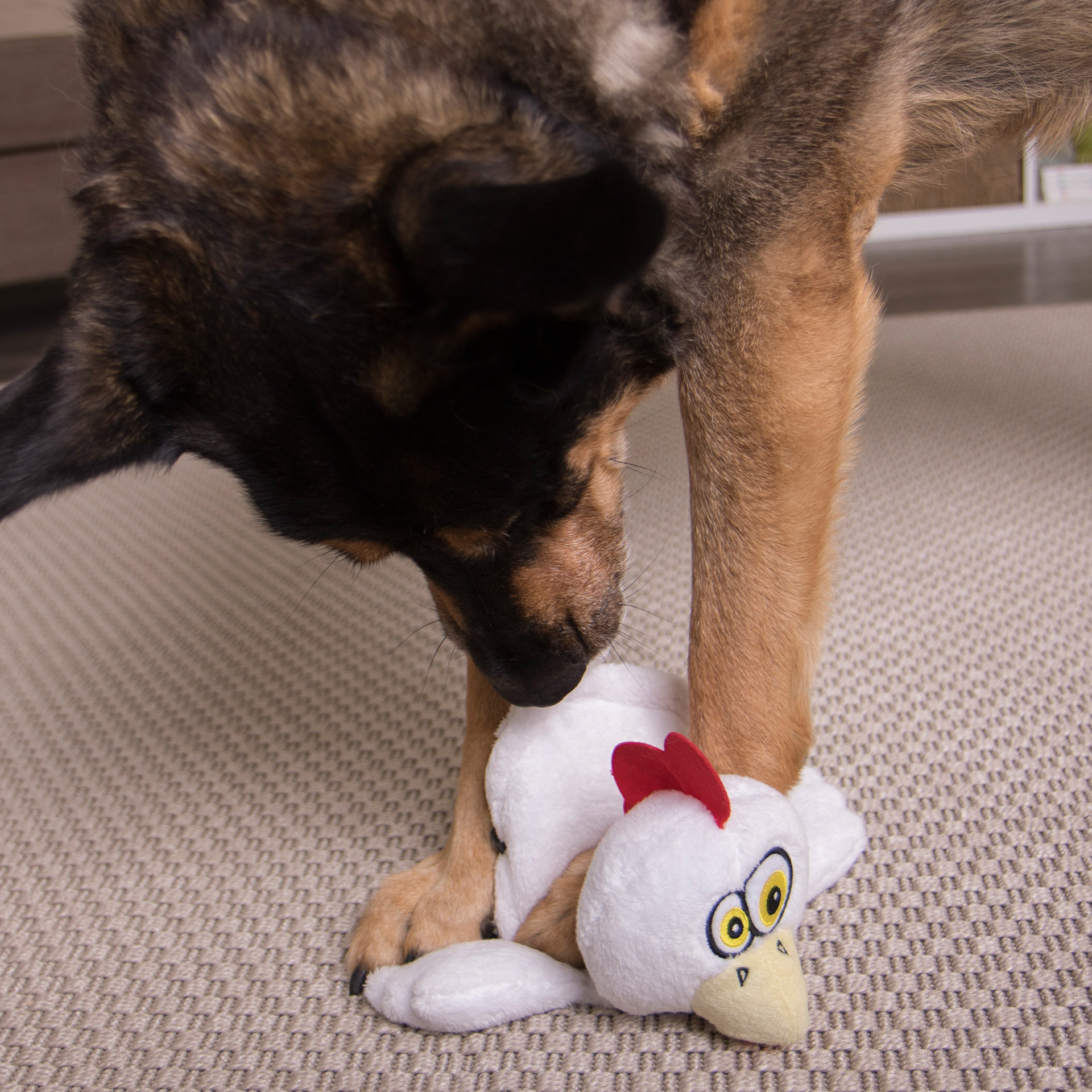 Hund spielt mit Hear Doggy Flattie- Huhn