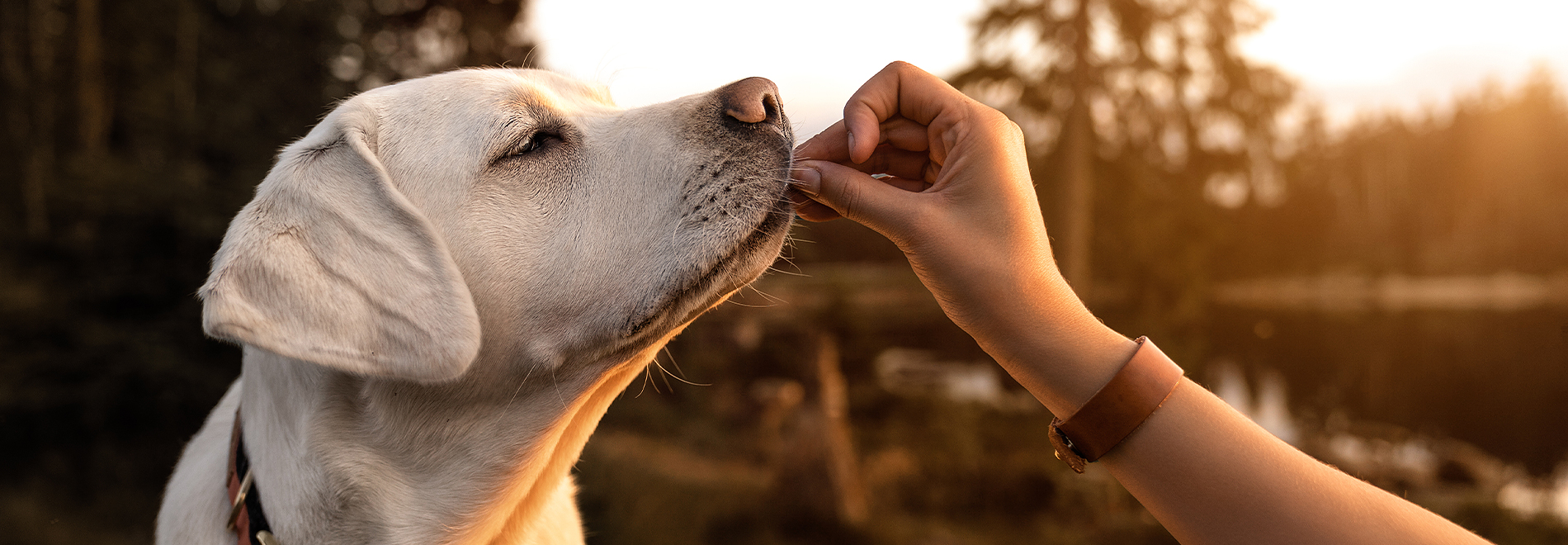 dog treats dog treats - snacks and chews