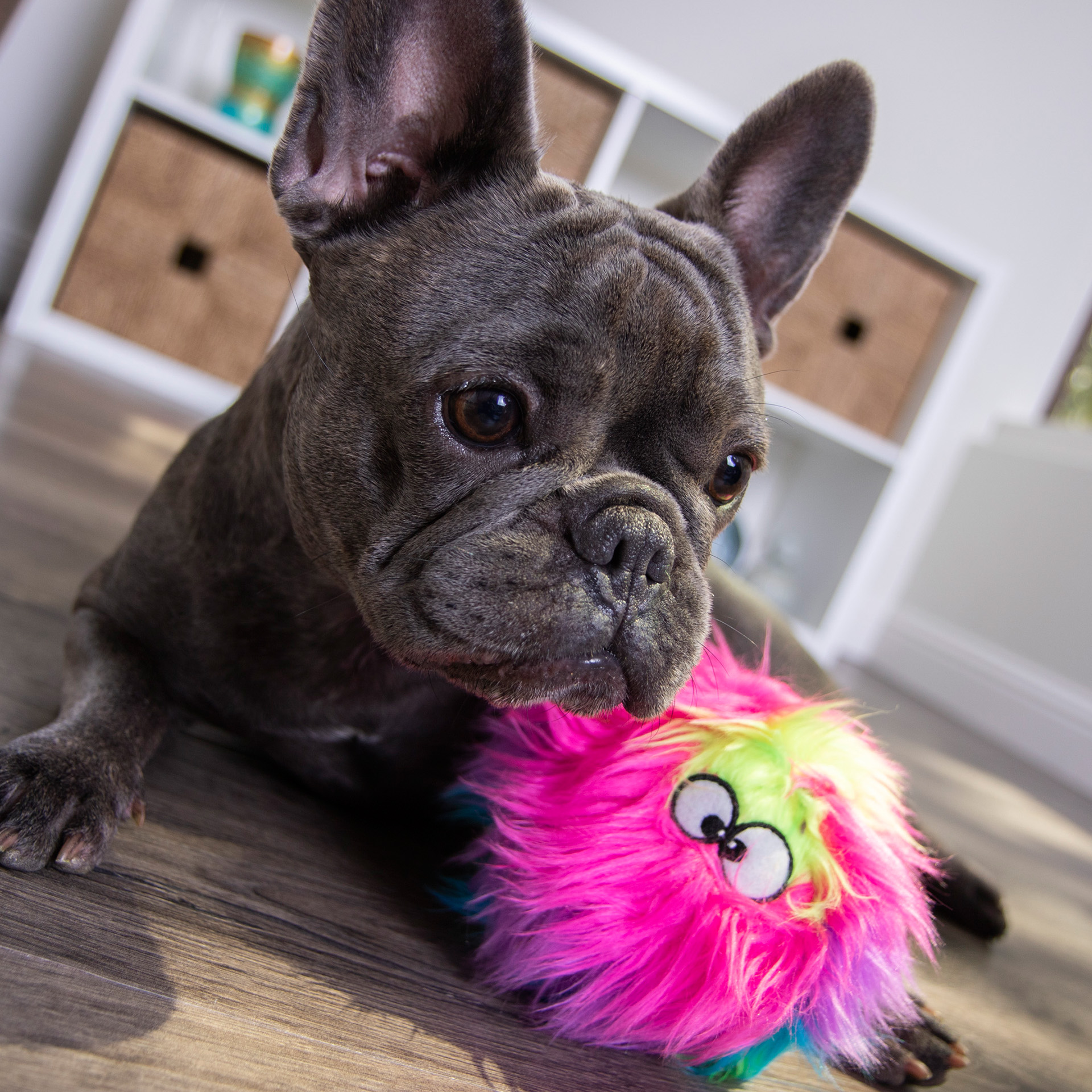 goDog_Furballz_Rainbow_39542_06 Hund kuschelt mit goDog™ Furballz Regenbogen S