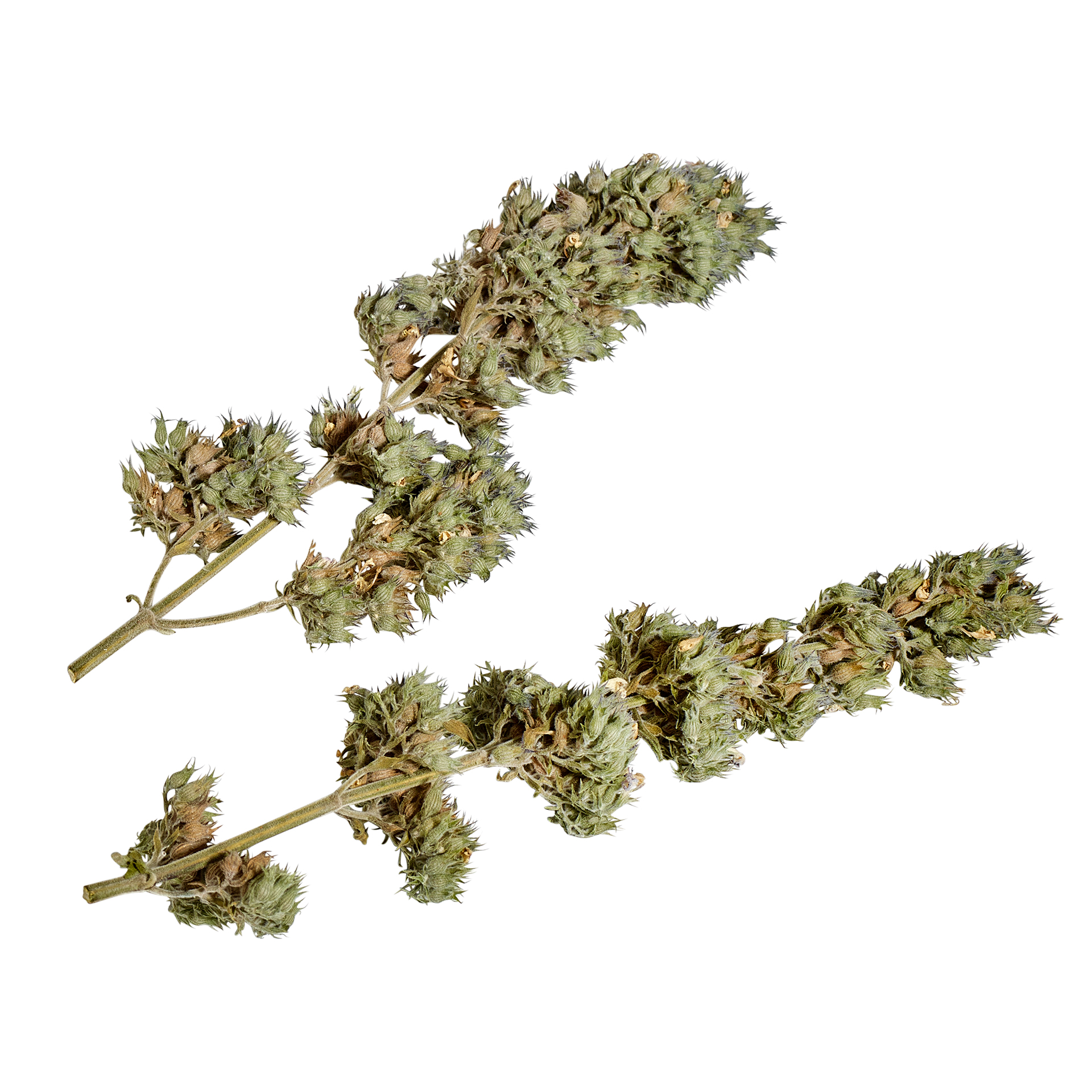 Yeowww! Catnip Buds Katzenminze lose