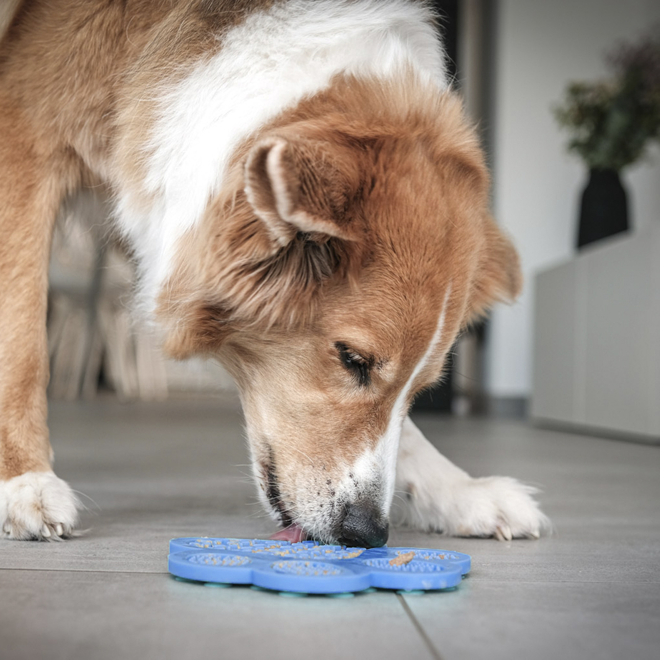 04703-Fun-TastyPaw-2