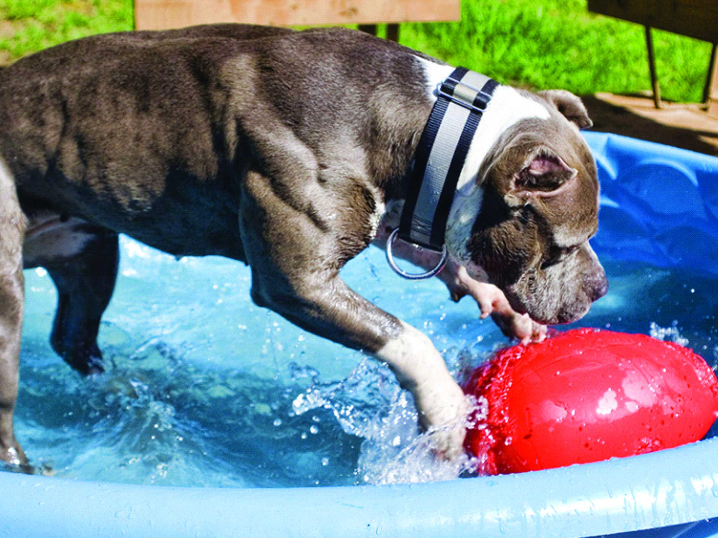 Hund-mit-Jolly-Egg-in-Planschbecken Hund spielt mit Jolly Egg in Planschbecken