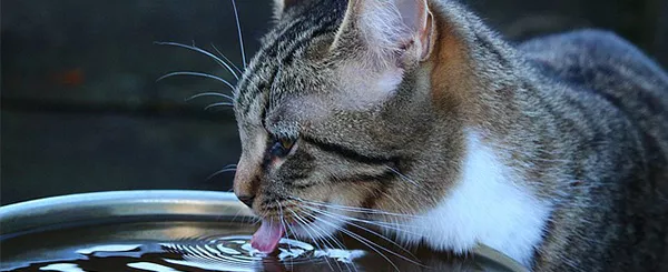 Cat not drinking? How to get your cat used to the drinking fountain Blogbeitrag Katzen - Gewöhnung an Trinkbrunnen