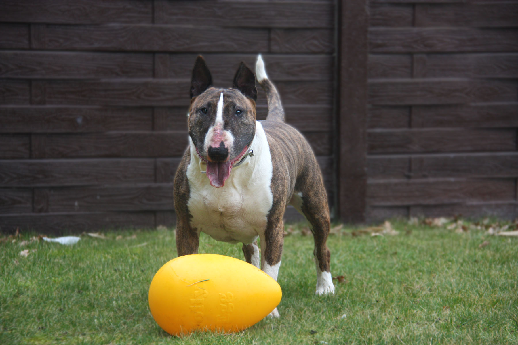Terrier-mit-Jolly-Egg Terrier spielt mit Jolly Egg