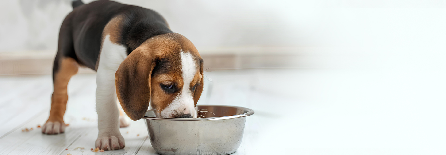 wet food Premium wet food for dogs