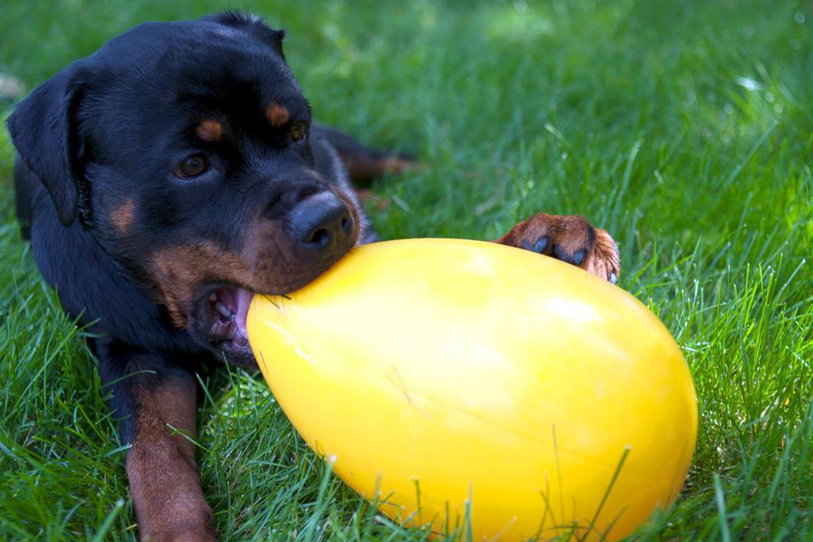 Welpe spielt mit Jolly Egg 8" gelb