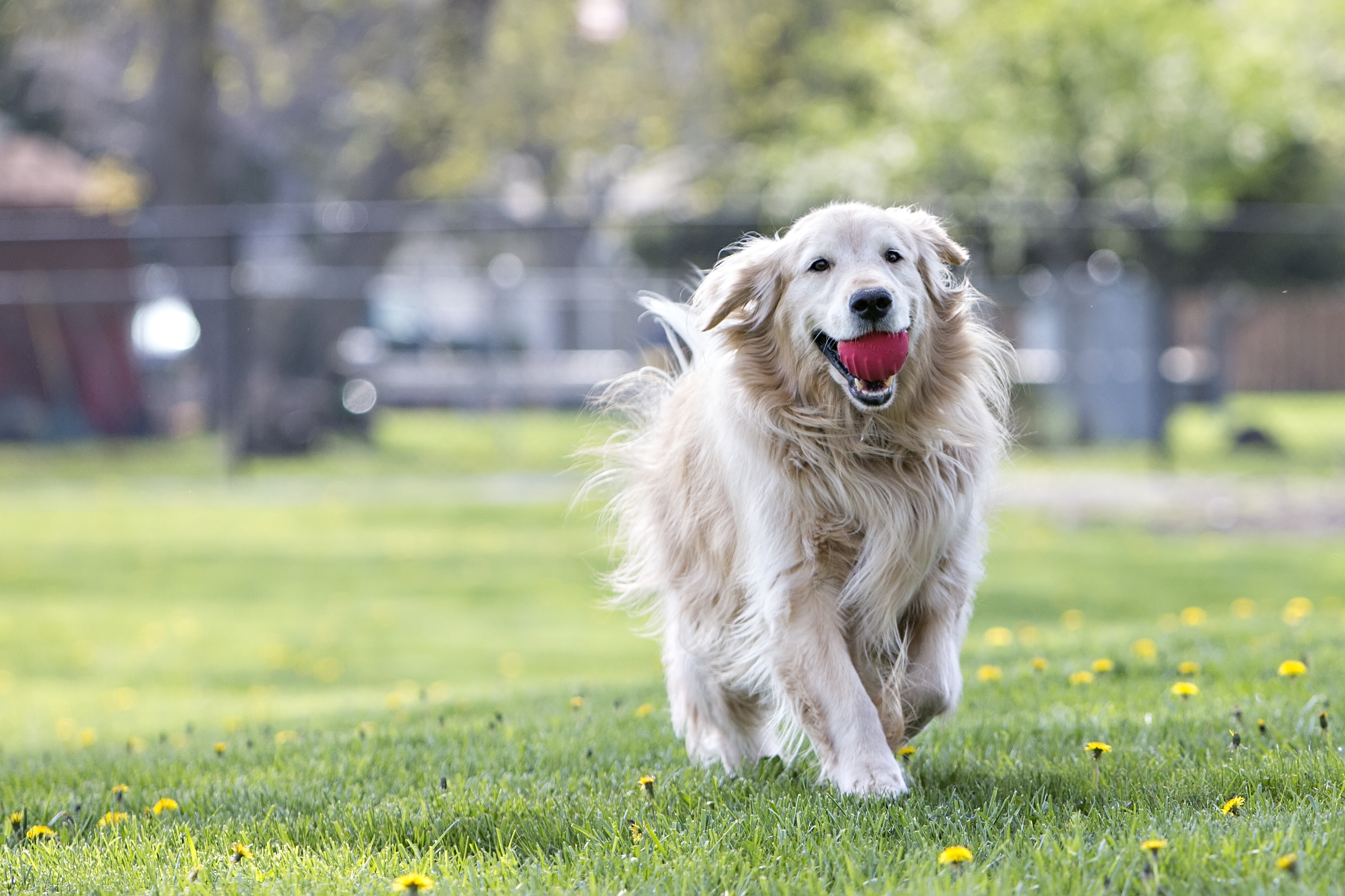 Golden Retriever trägt Tuff Tosser Hundespielzeug