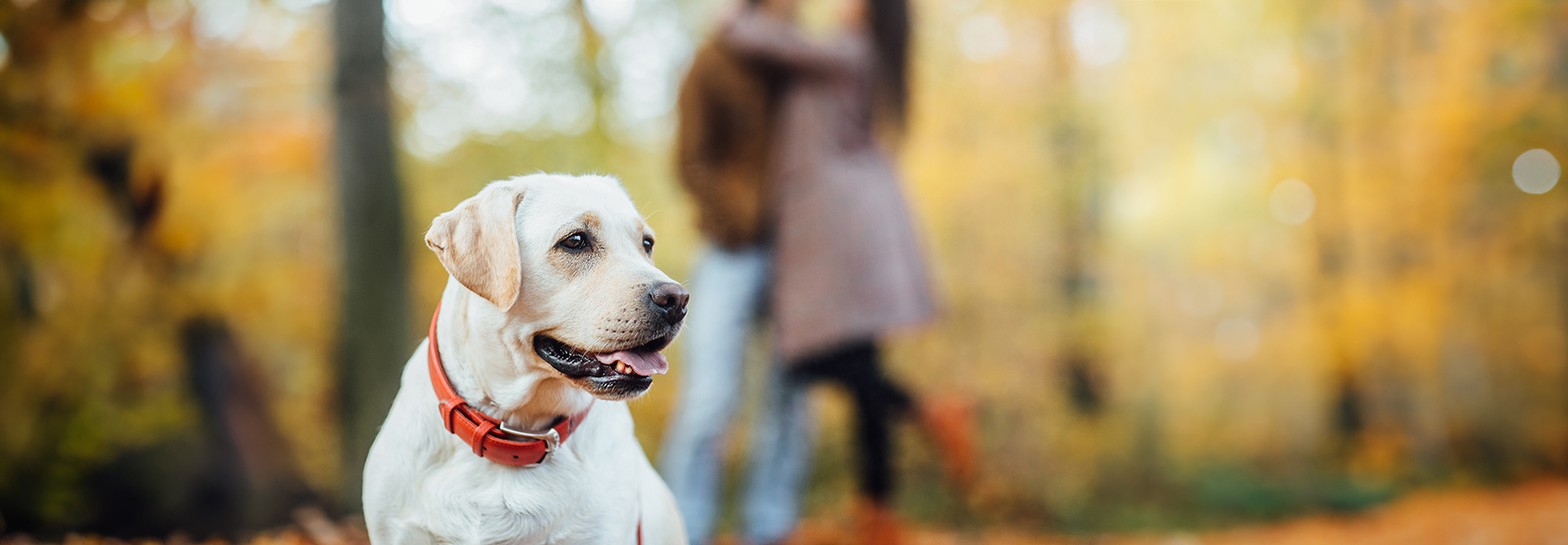 Bekleidung & Accessoires Hund mit Halsband und Herrchen und Frauchen unscharf im Hintergrund