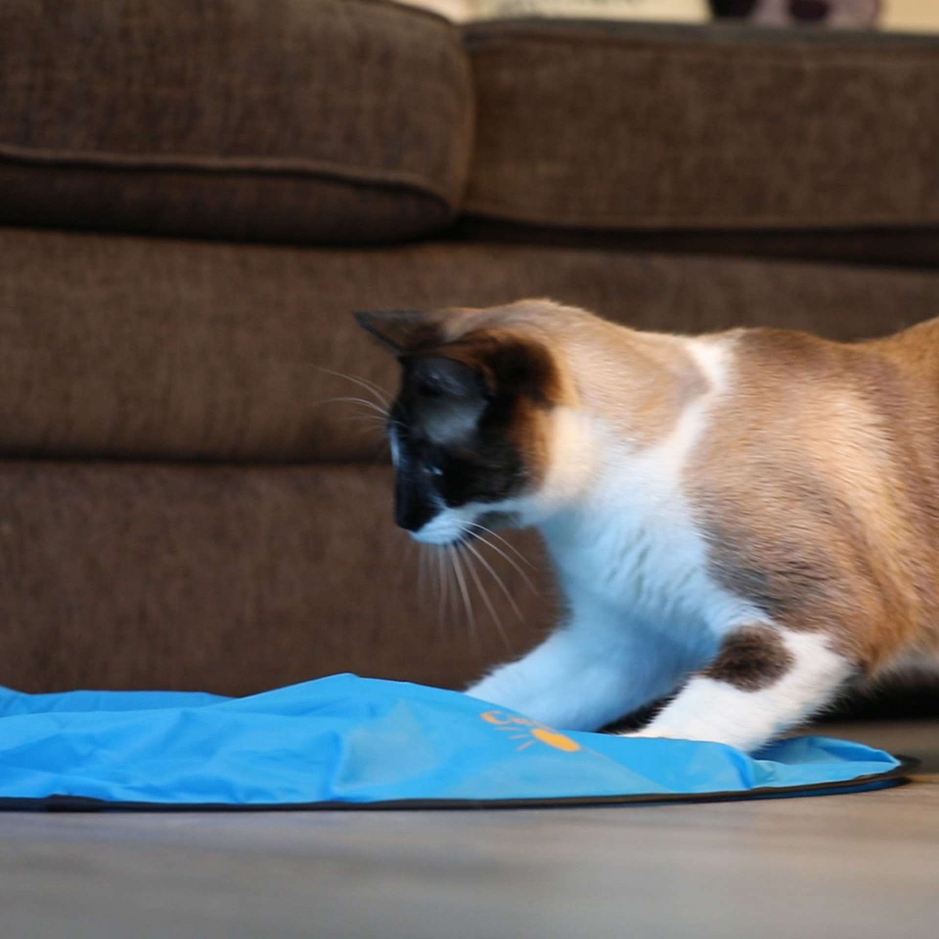 Katze spielt mit Mouse in a pouch