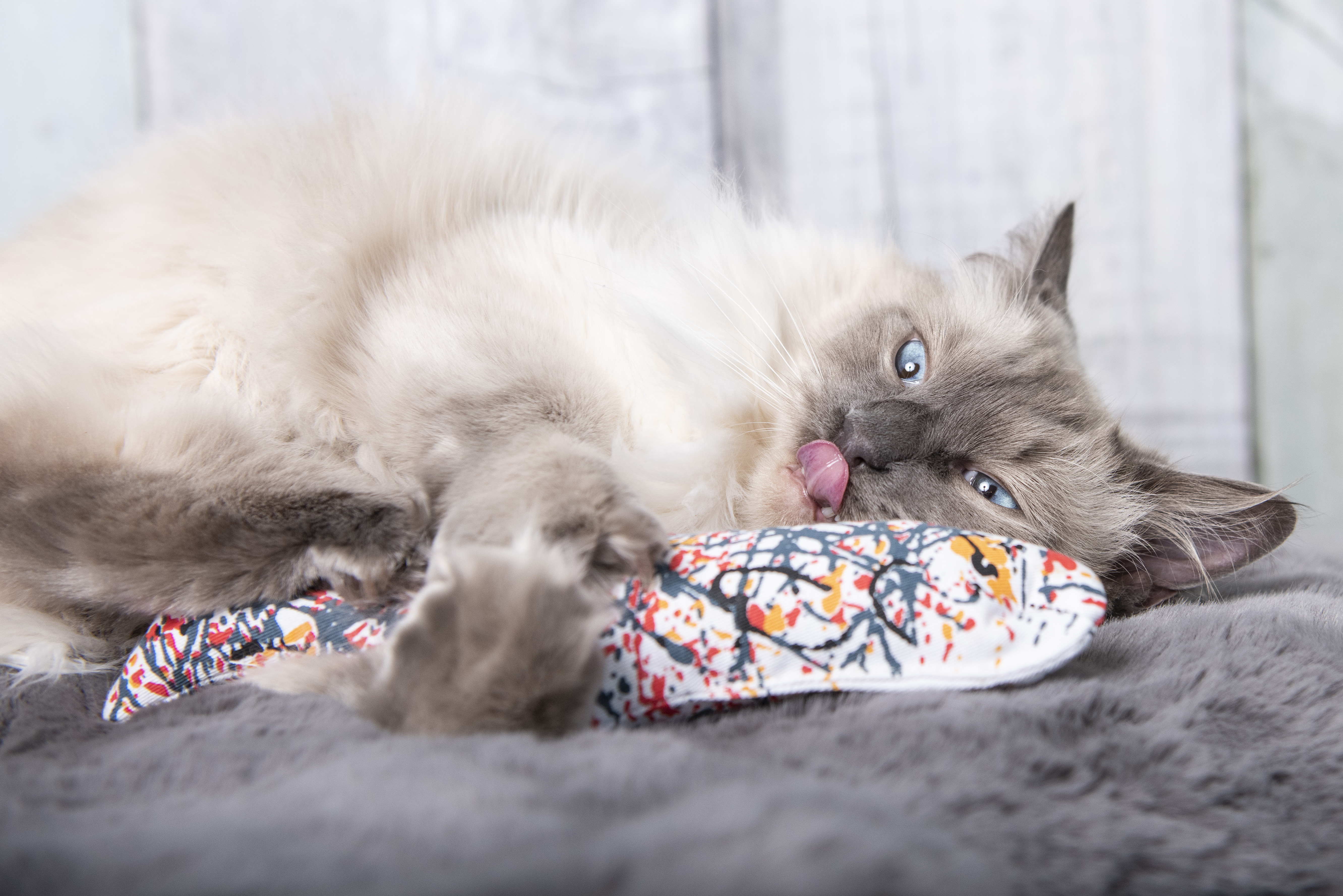 Katze-mit-Yeowww-Pollock Katze spielt mit Yeowww Pollock Katzenminze