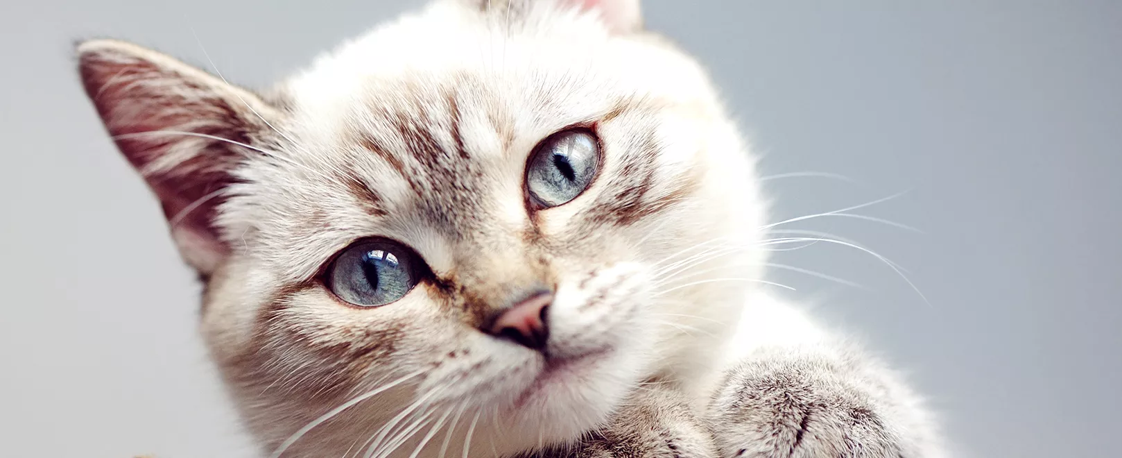 Why grain in cat food is bad: 7 alarming facts for cat owners