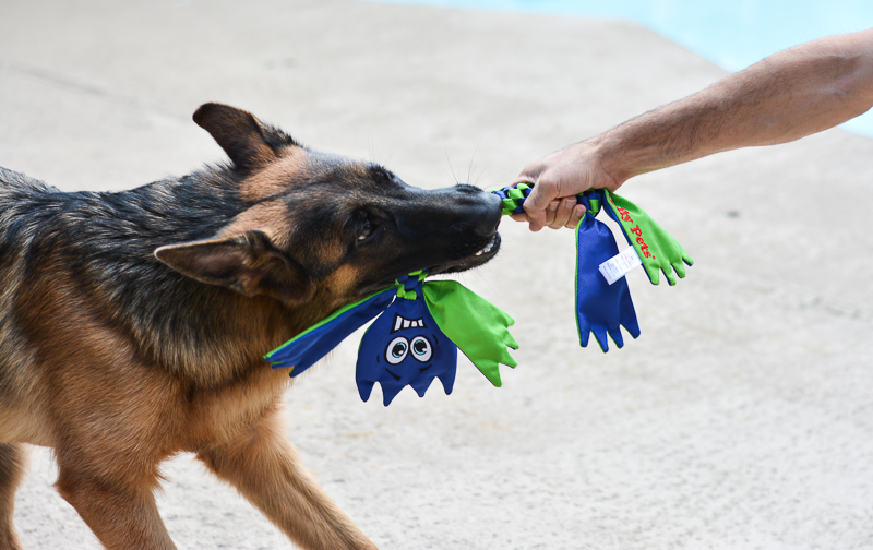 Schäferhund zerrt an Flathead Hundespielzeug