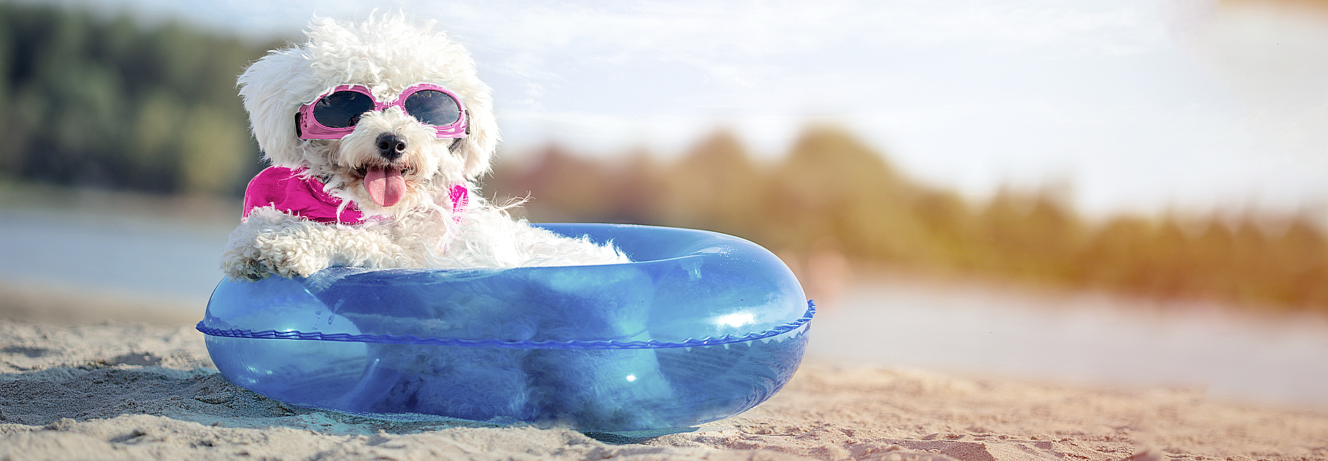 Hund im Strandurlaub Hund mit Sonnenbrille am Strand