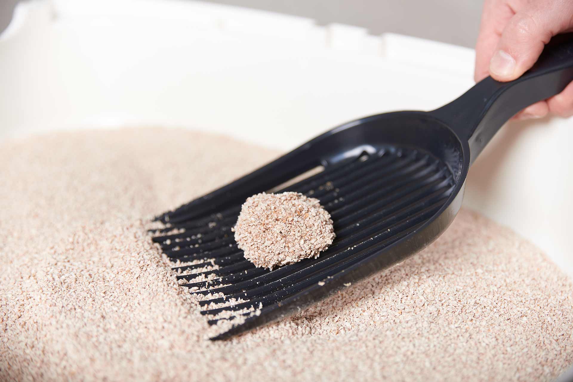 SoftCat_streu SoftCat Streu auf Schaufel