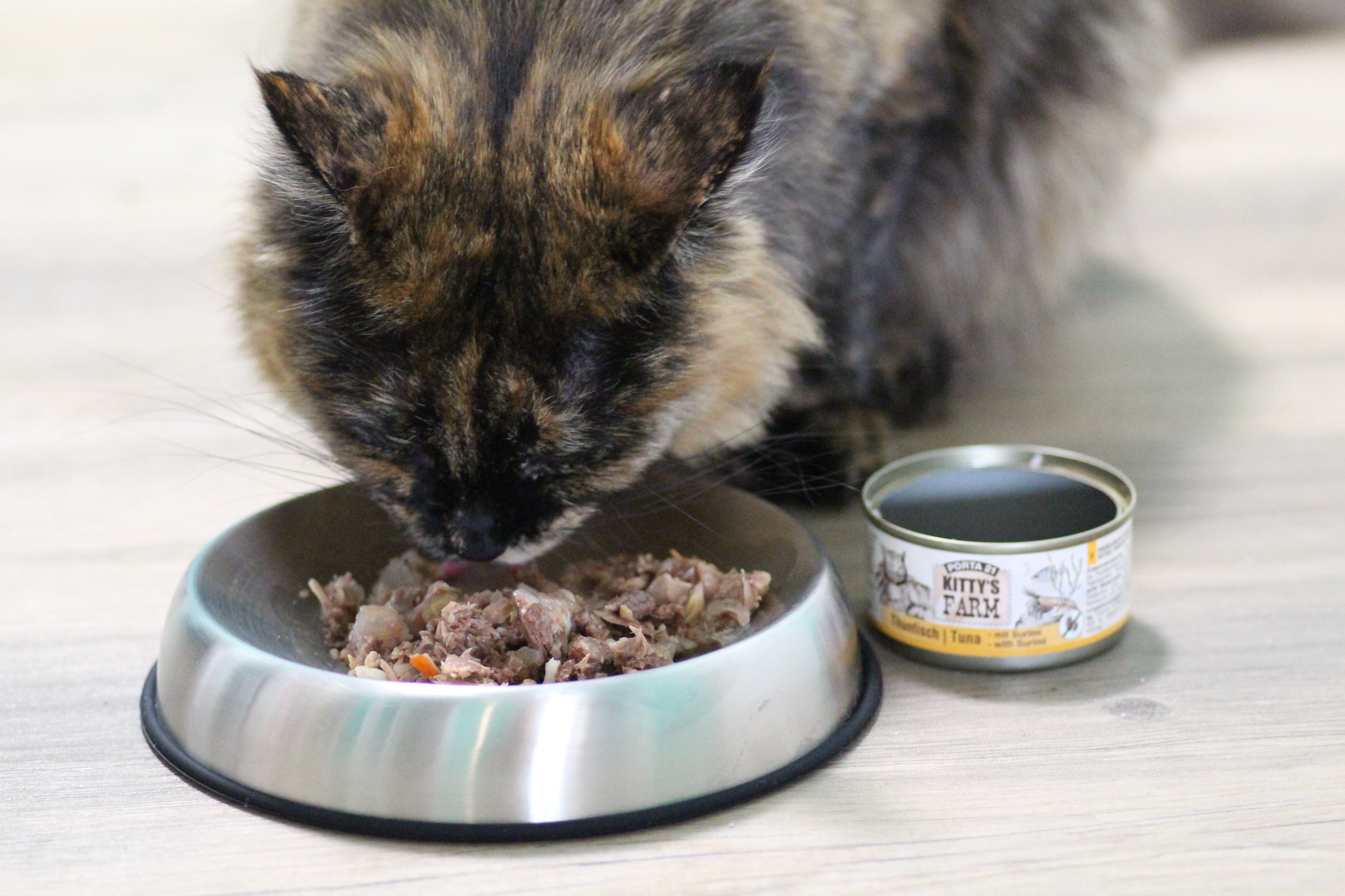 Dunkle Katze frisst Kittys Farm aus Catsby's Bowl 