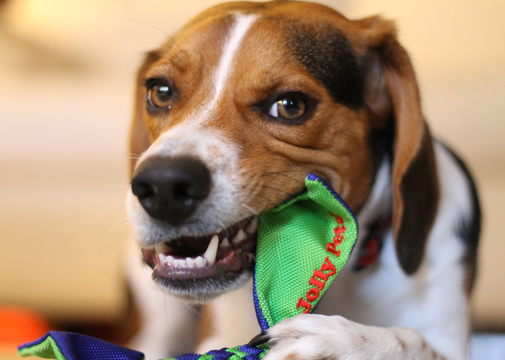 Beagle kaut auf Flathead Hundespielzeug