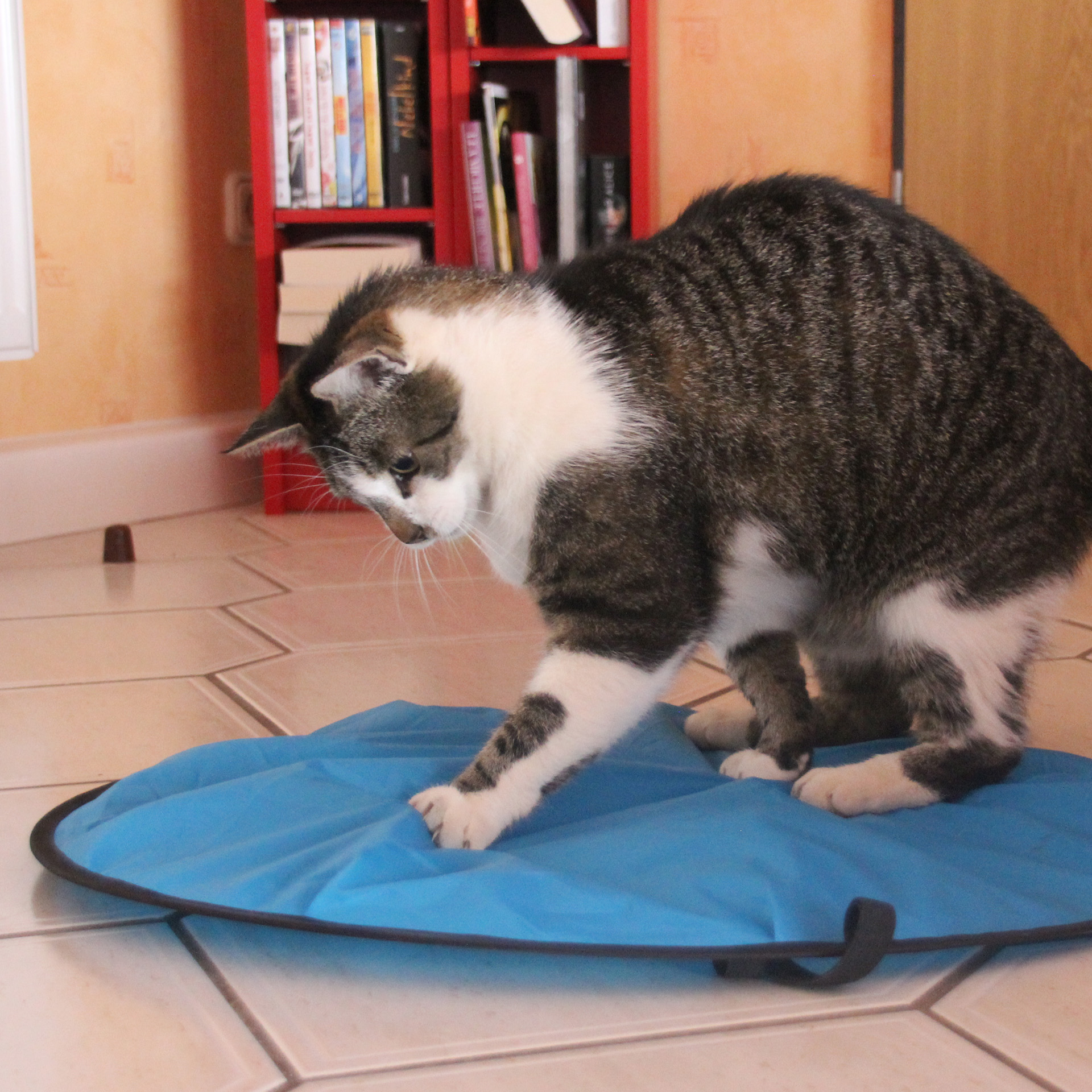 MouseInPouch_6790_08 Katze fängt Maus in Mouse in a pouch
