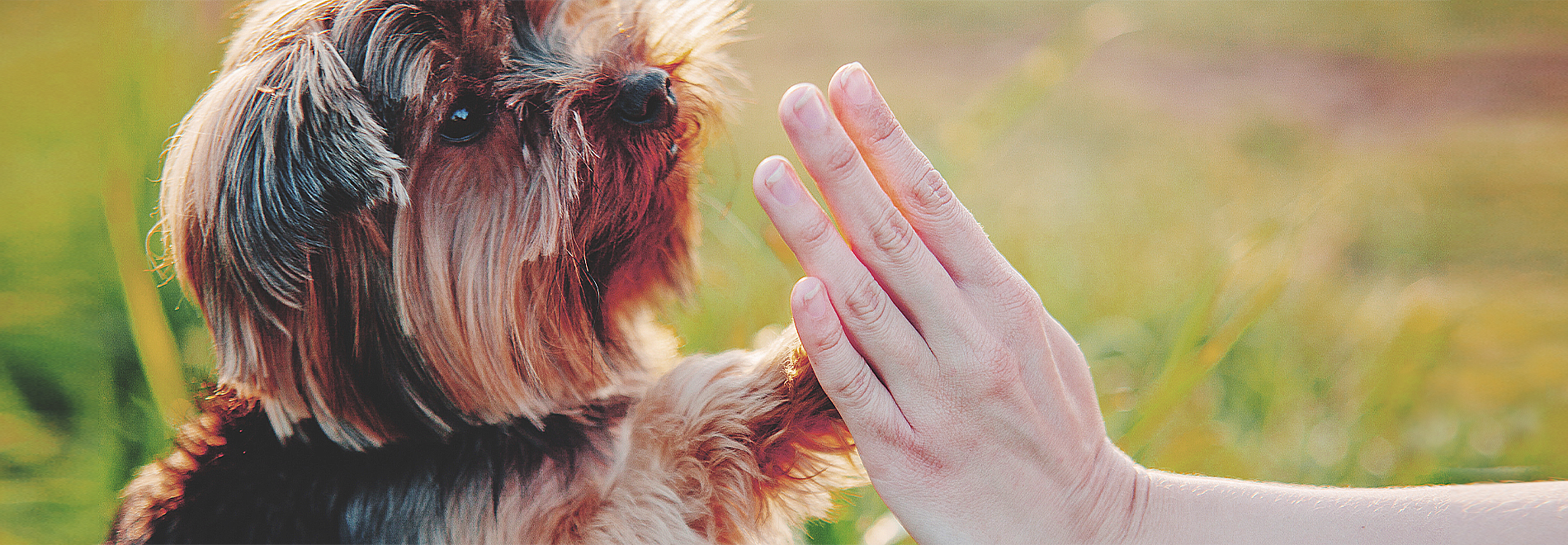 Hundetraining mit kleinem Hund Kleiner Hund gibt Pfötchen