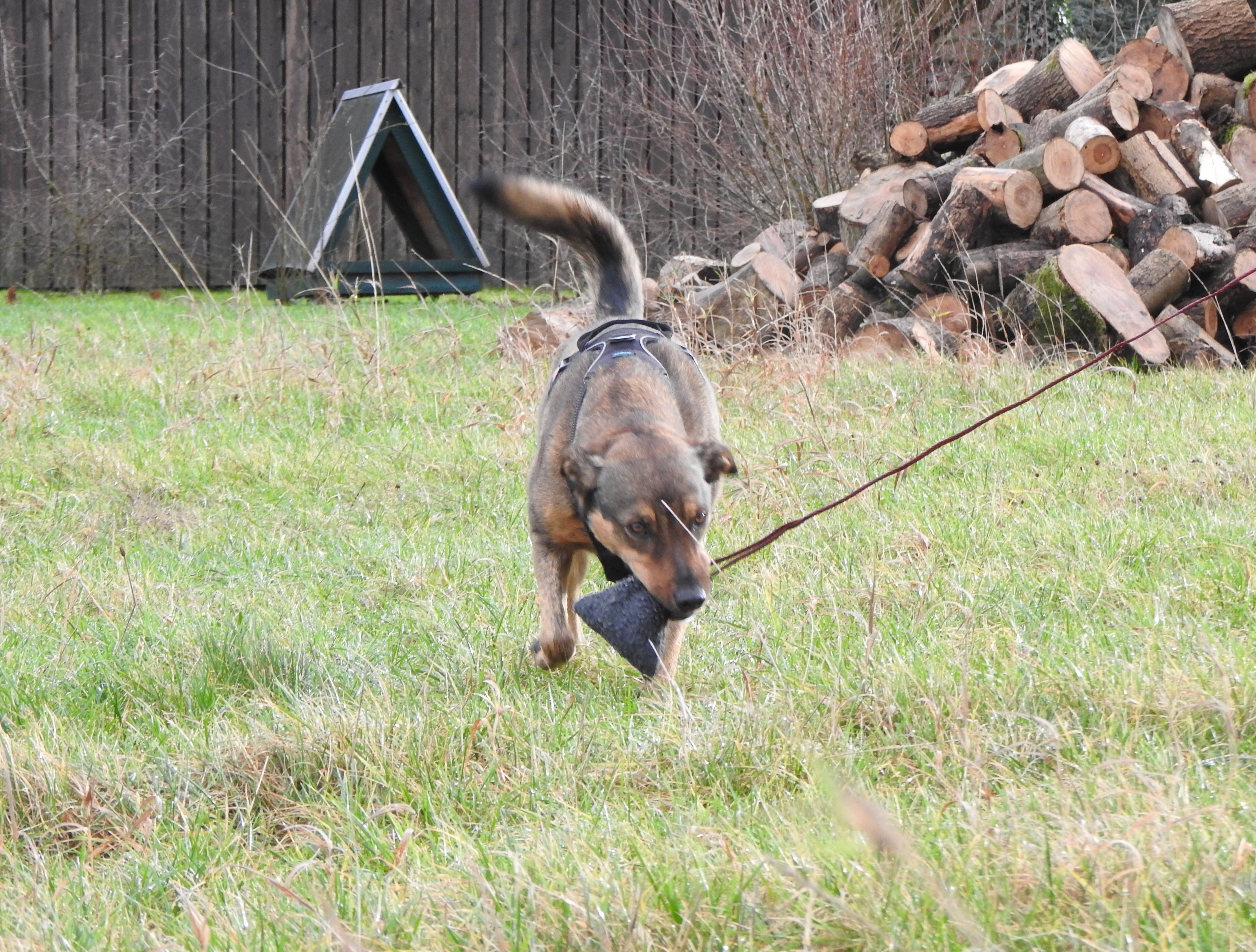 Hund mit Beutel im Maul Catch Me Trainingsangel